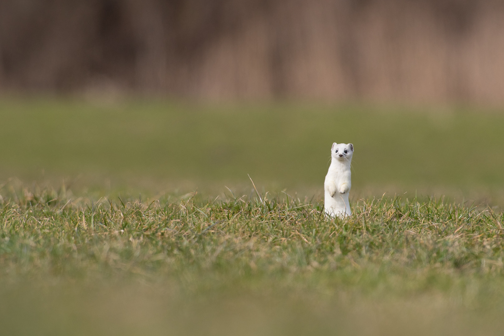 Nikon AF-S Nikkor 300mm F2.8G ED VR II sample photo. See you photography
