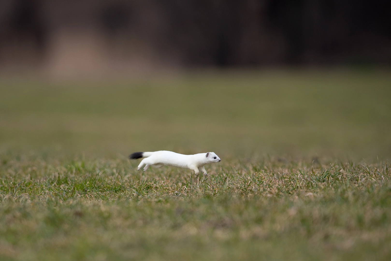 Nikon AF-S Nikkor 300mm F2.8G ED VR II sample photo. Flying ermine photography