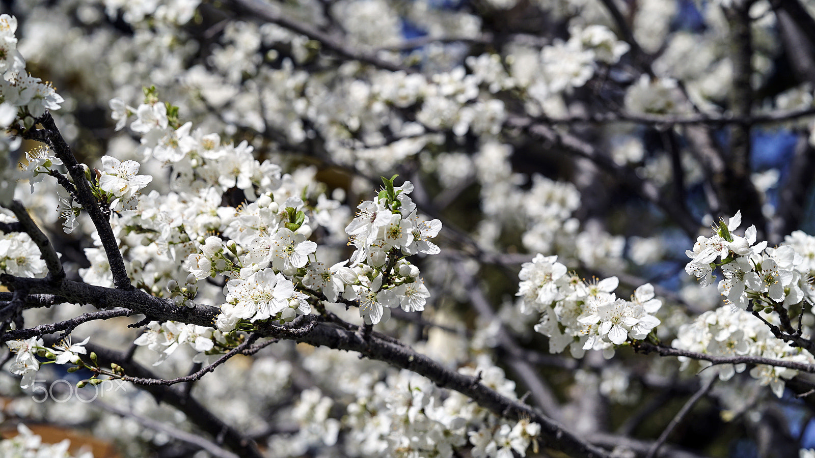 Sony a7S II + Sony FE 85mm F1.4 GM sample photo. Oh, here we go! photography