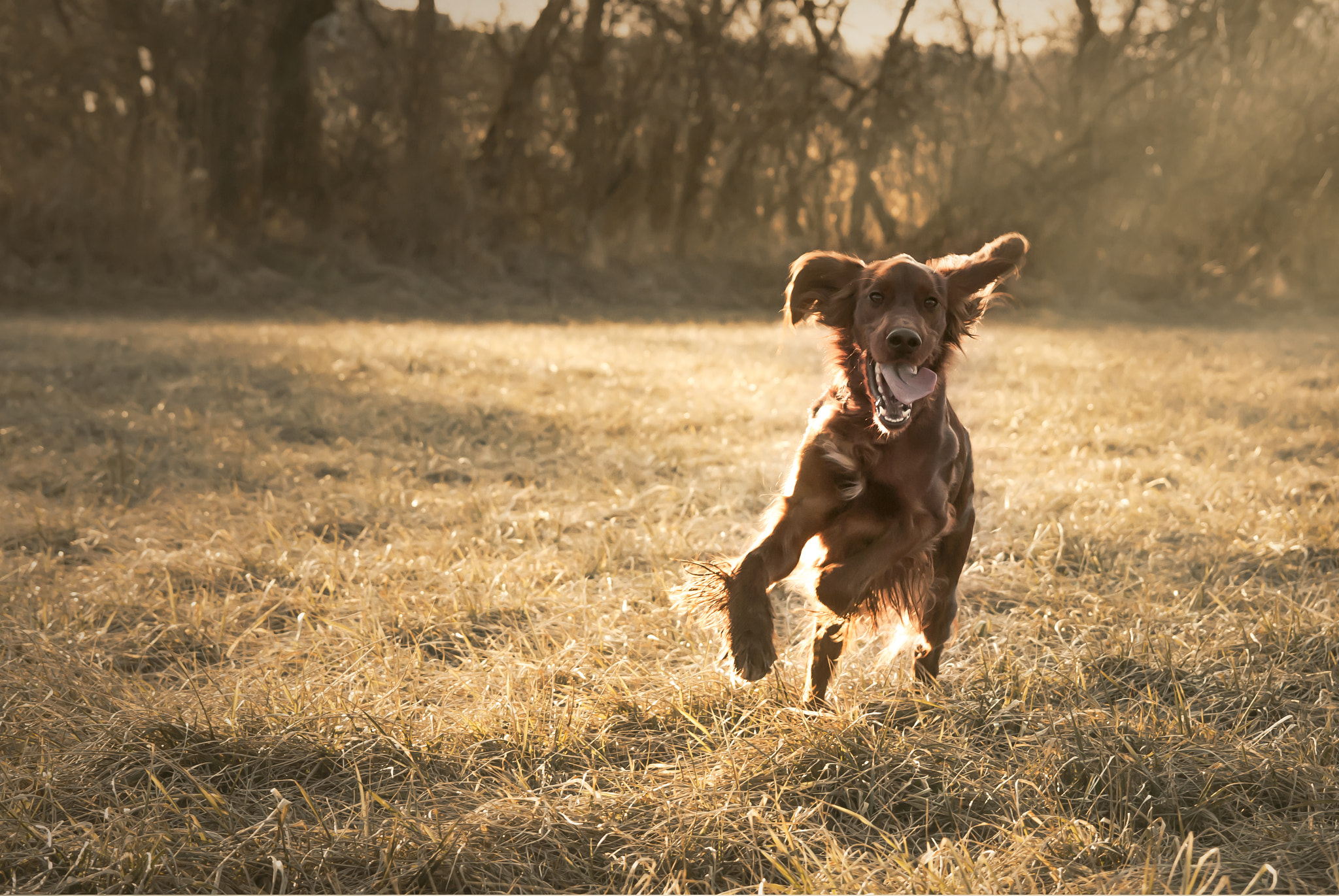 AF Zoom-Nikkor 35-105mm f/3.5-4.5D sample photo. Endless happiness photography