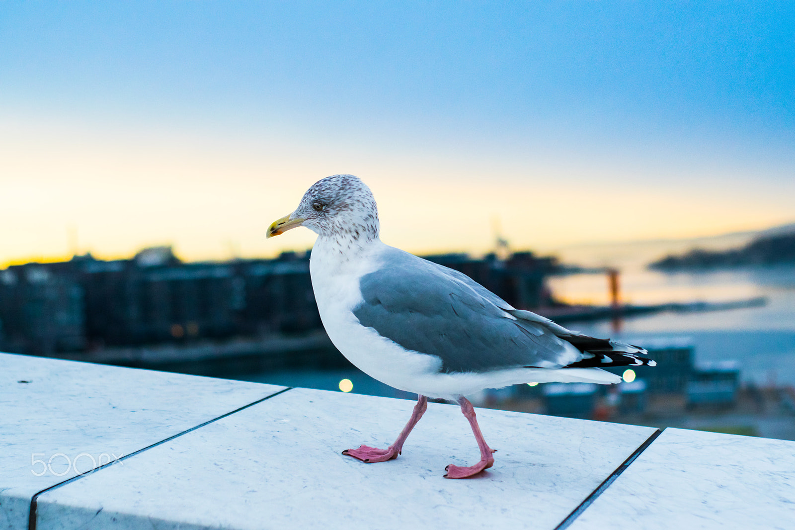 Nikon D5300 + AF-S DX VR Zoom-Nikkor 18-55mm f/3.5-5.6G + 2.8x sample photo. Seagull photography
