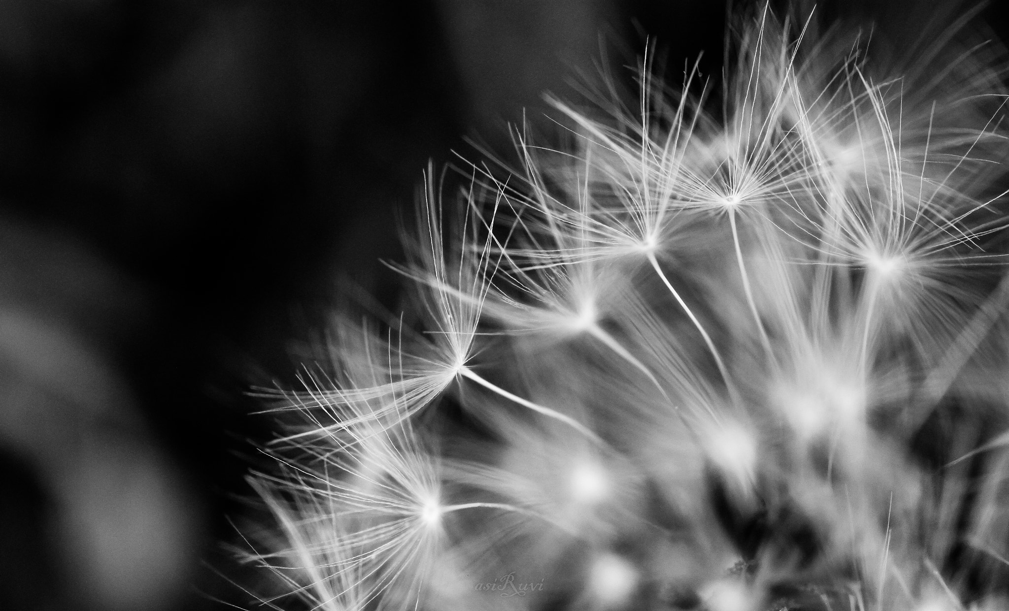 Canon EF 100mm F2.8L Macro IS USM sample photo. Fireworks photography