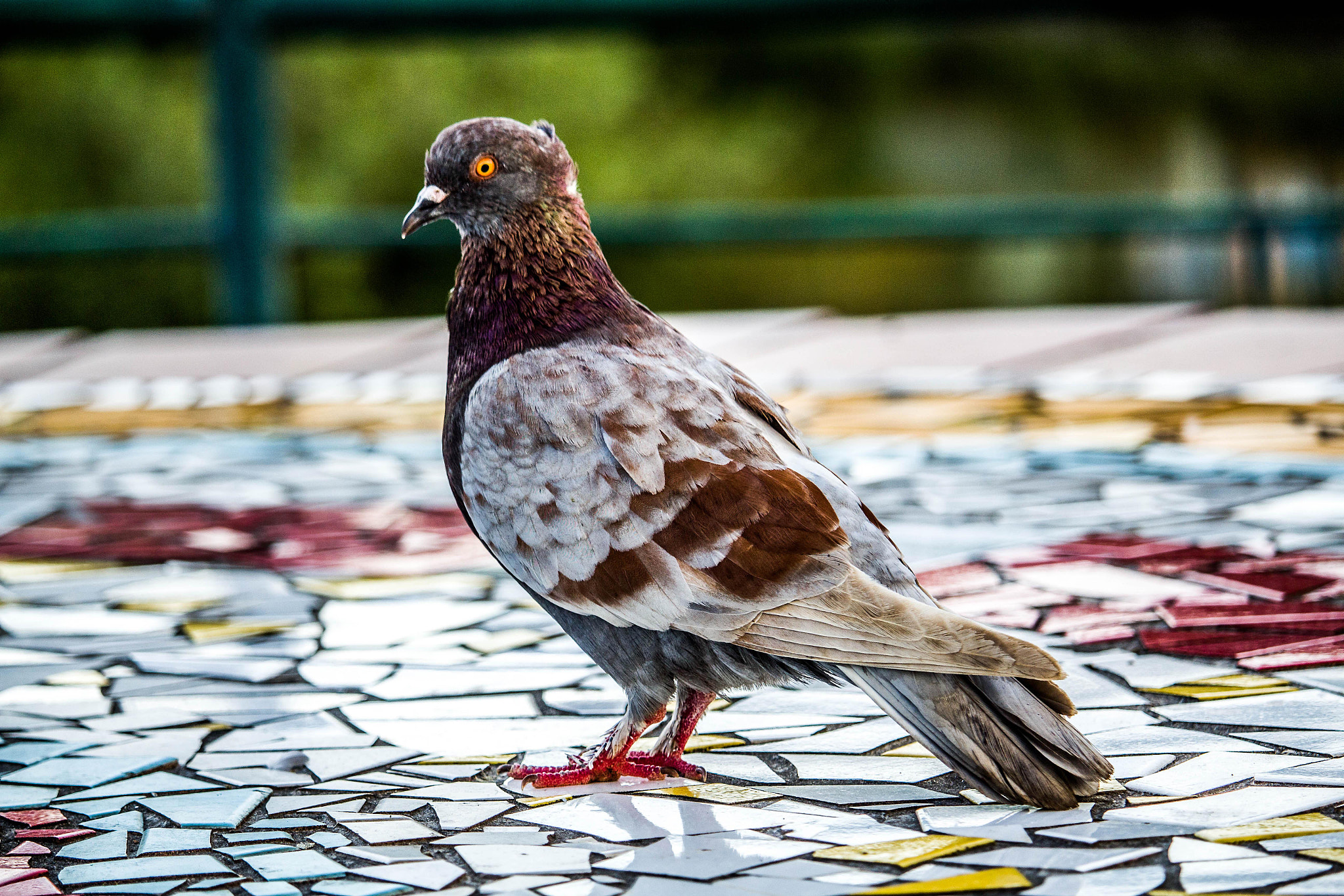 Canon EF-S 55-250mm F4-5.6 IS STM sample photo. Pombo-correio photography