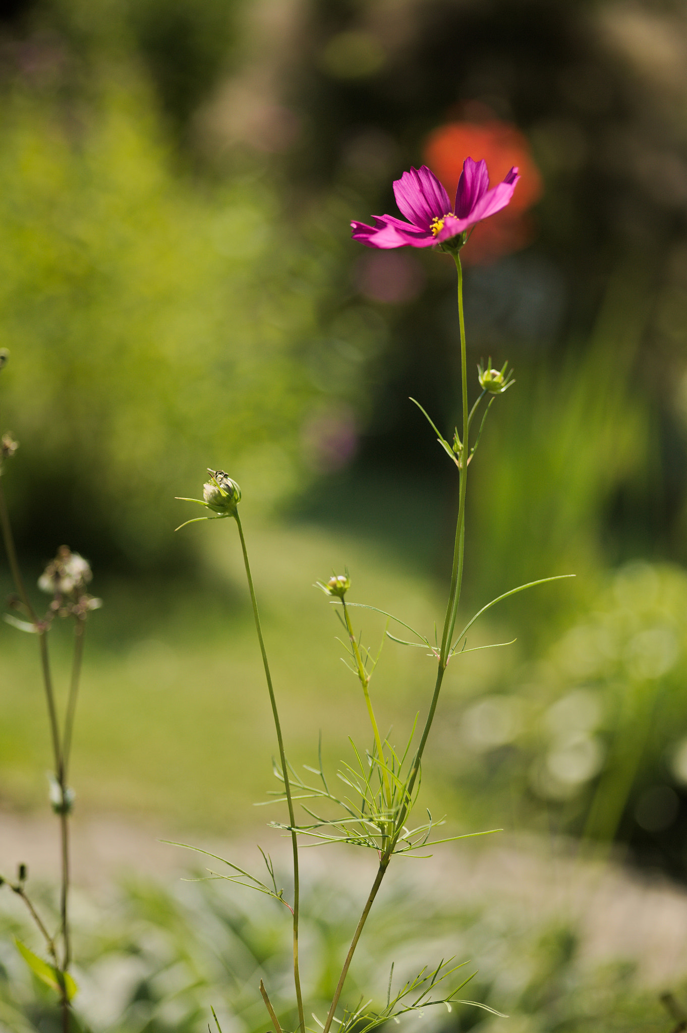 Canon EOS 5D + Sigma 105mm F2.8 EX DG Macro sample photo. Img_2529.jpg photography