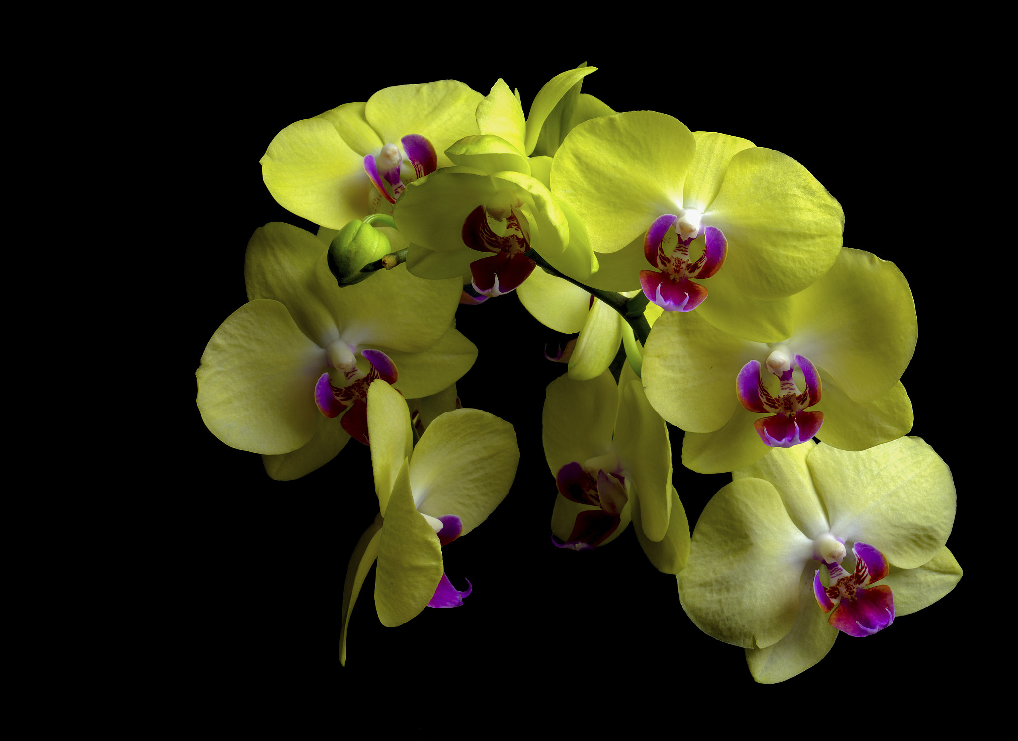 Nikon D7100 sample photo. Orchidee photography