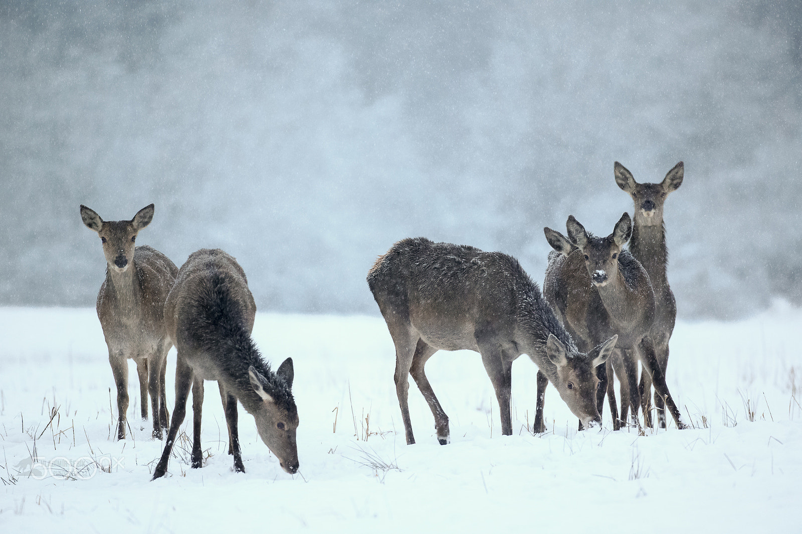 Canon EOS-1D X + Canon EF 500mm F4L IS USM sample photo. The family photography
