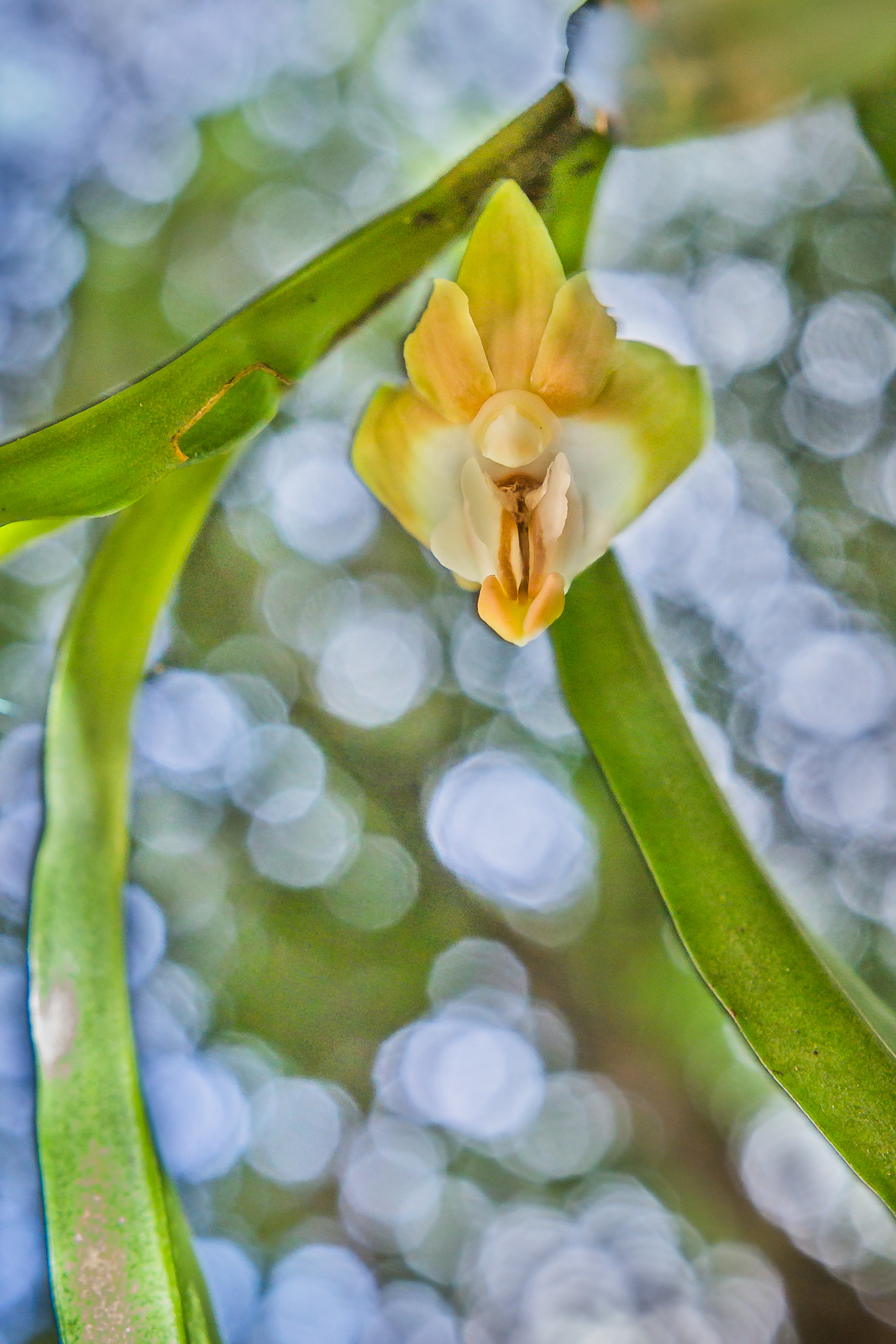 Sigma 18-35mm f/1.8 DC HSM sample photo. "in the twinkle of the forest" photography