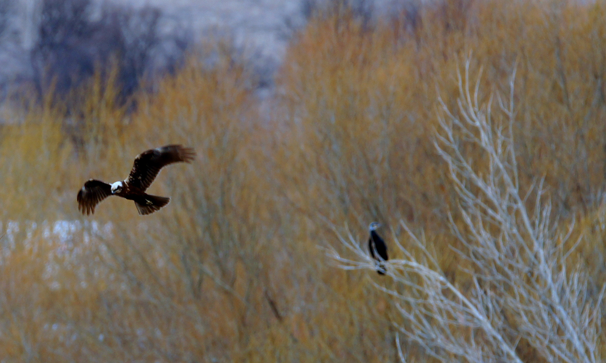 Sony SLT-A55 (SLT-A55V) sample photo. Wmharrier iv photography