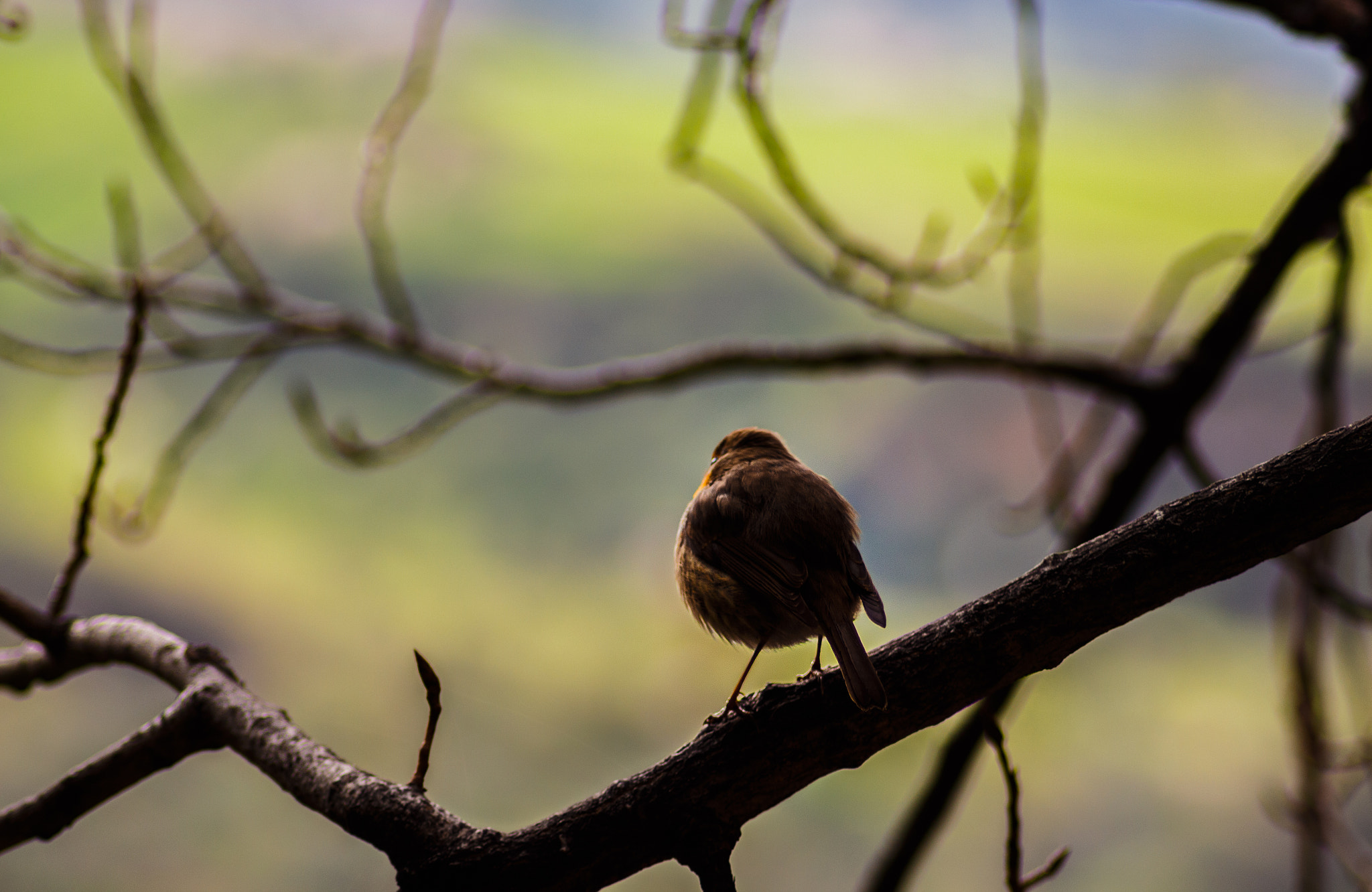 Canon EOS 650D (EOS Rebel T4i / EOS Kiss X6i) sample photo. A look towards your goal. photography