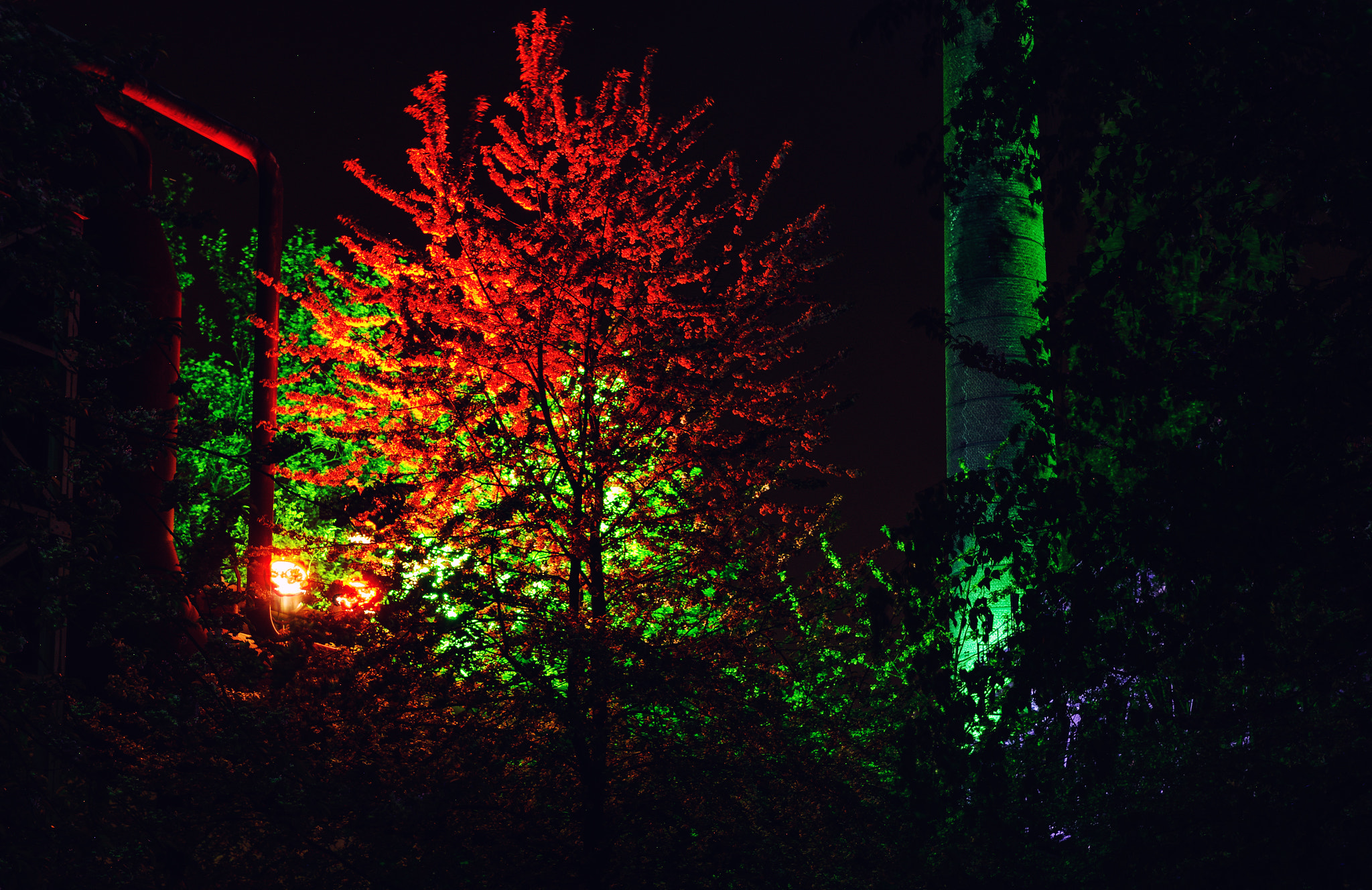 Pentax K-5 sample photo. Red tree photography