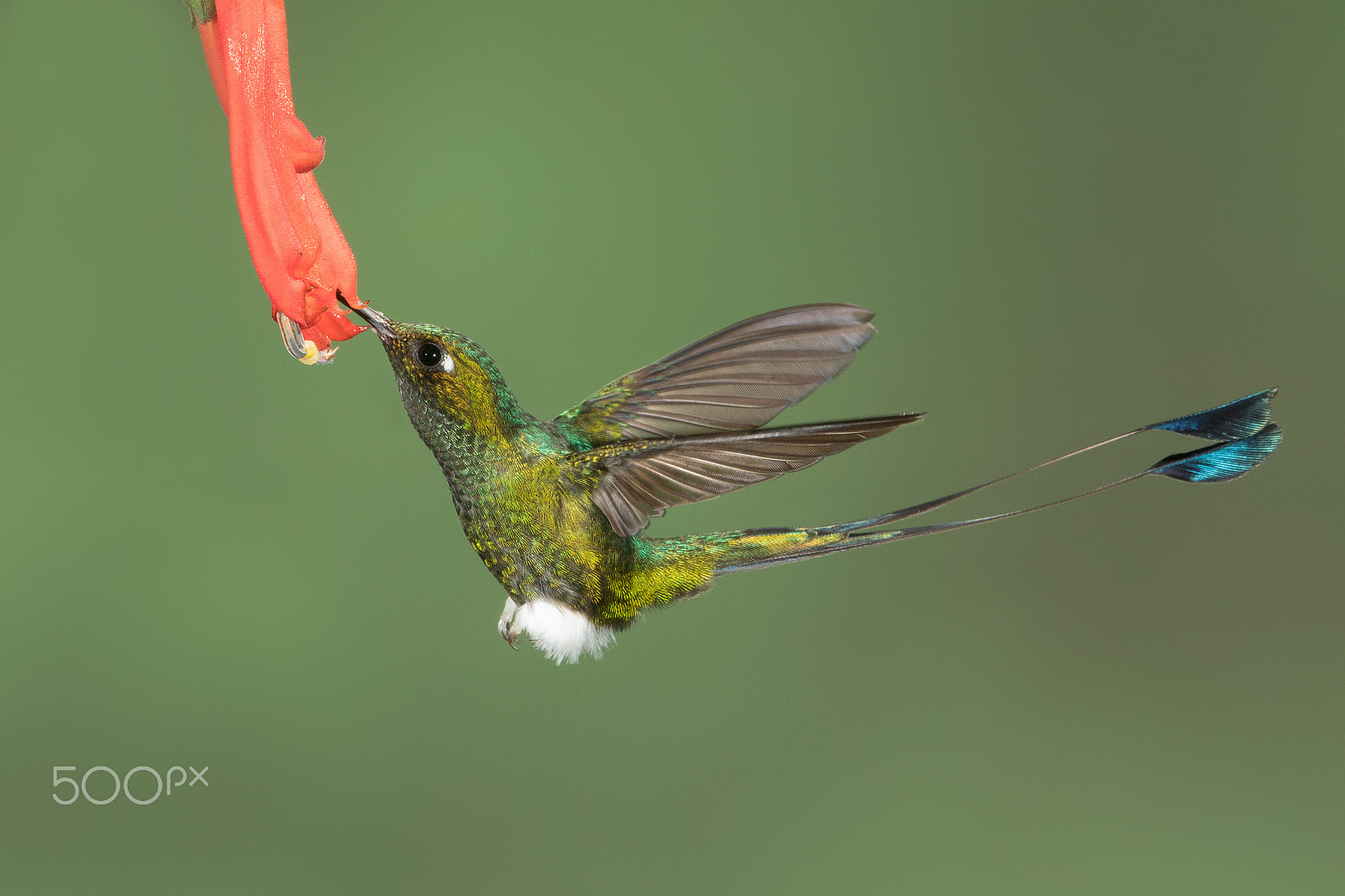 Canon EF 600mm F4L IS II USM sample photo. Racket-tailed hummingbird photography