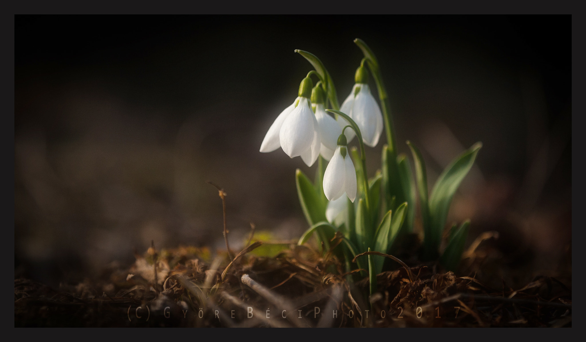 Canon EOS-1D Mark III + Canon EF 70-200mm F2.8L IS II USM sample photo. Snowdrops 2 photography