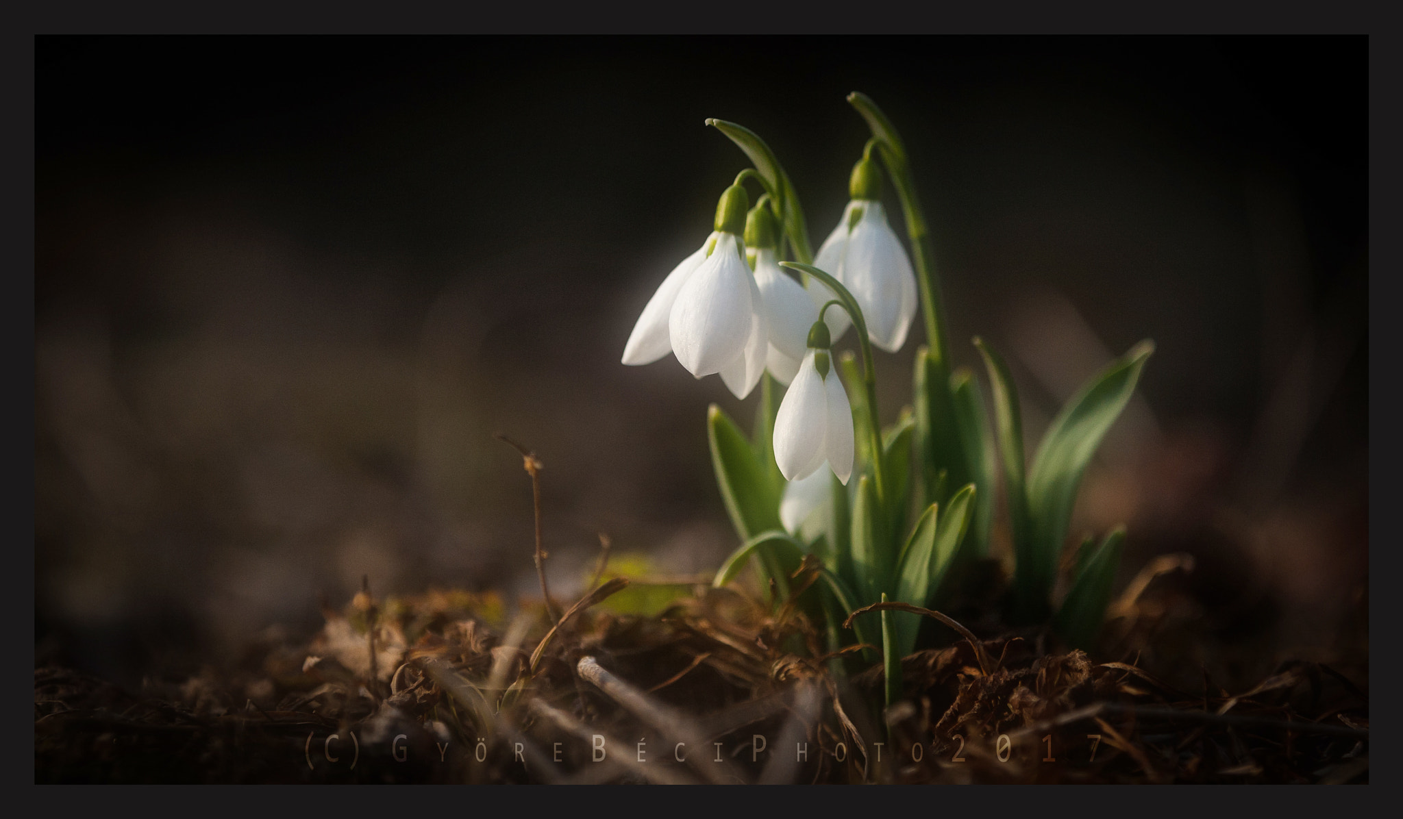 Canon EOS-1D Mark III sample photo. Snowdrops 2 photography