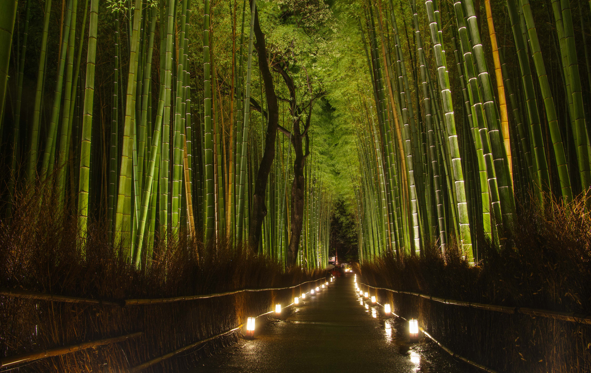 Pentax K-3 sample photo. Bosque de bambú de arashiyama photography