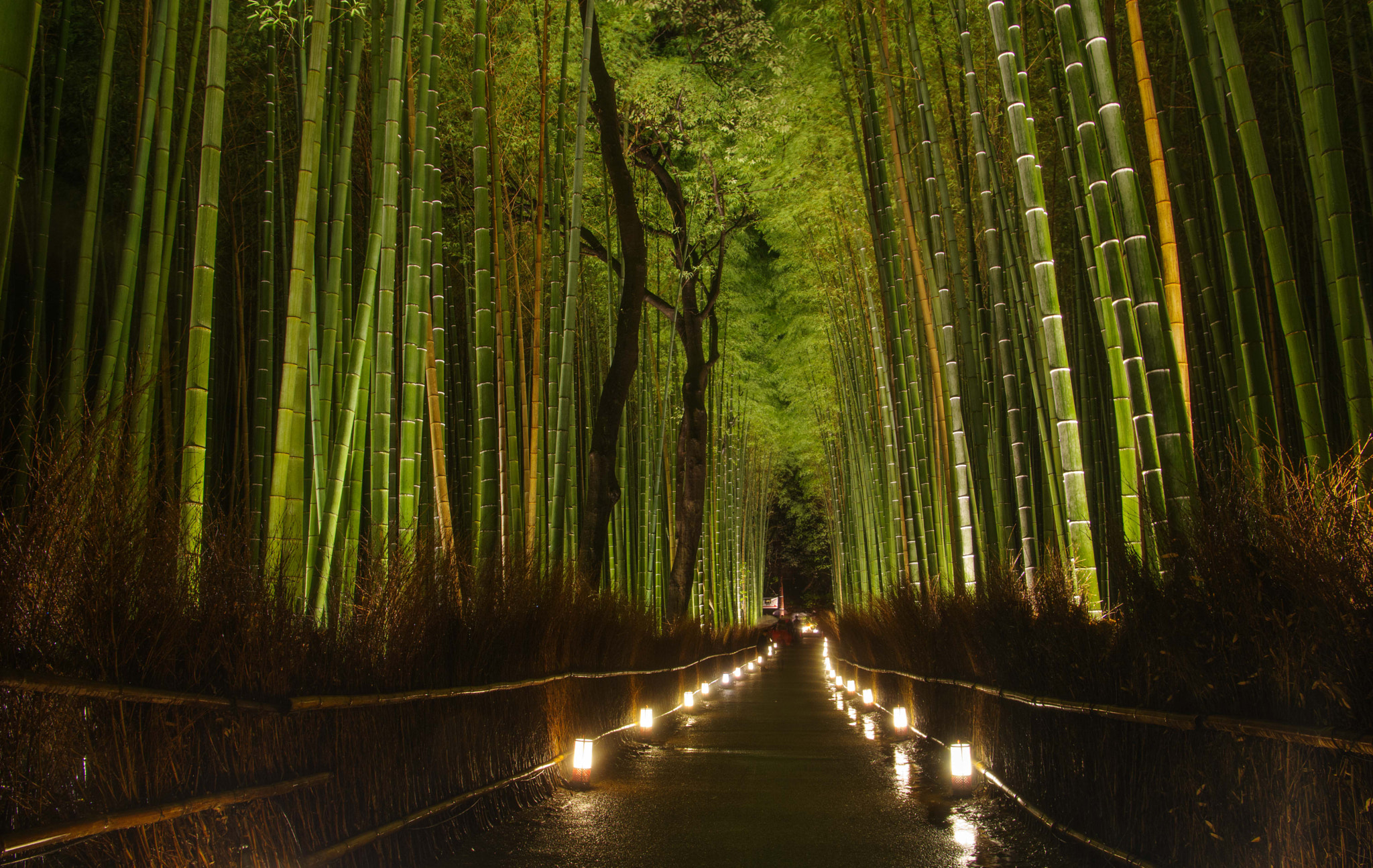 Pentax K-3 + Pentax smc DA* 16-50mm F2.8 ED AL (IF) SDM sample photo. Bosque de bambú de arashiyama photography