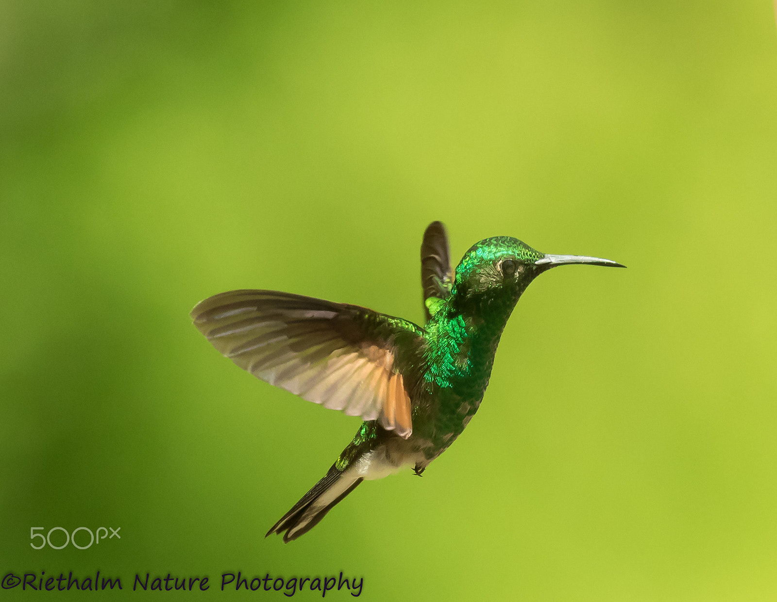 Canon EF 70-200mm F4L USM sample photo. Hummingbird photography