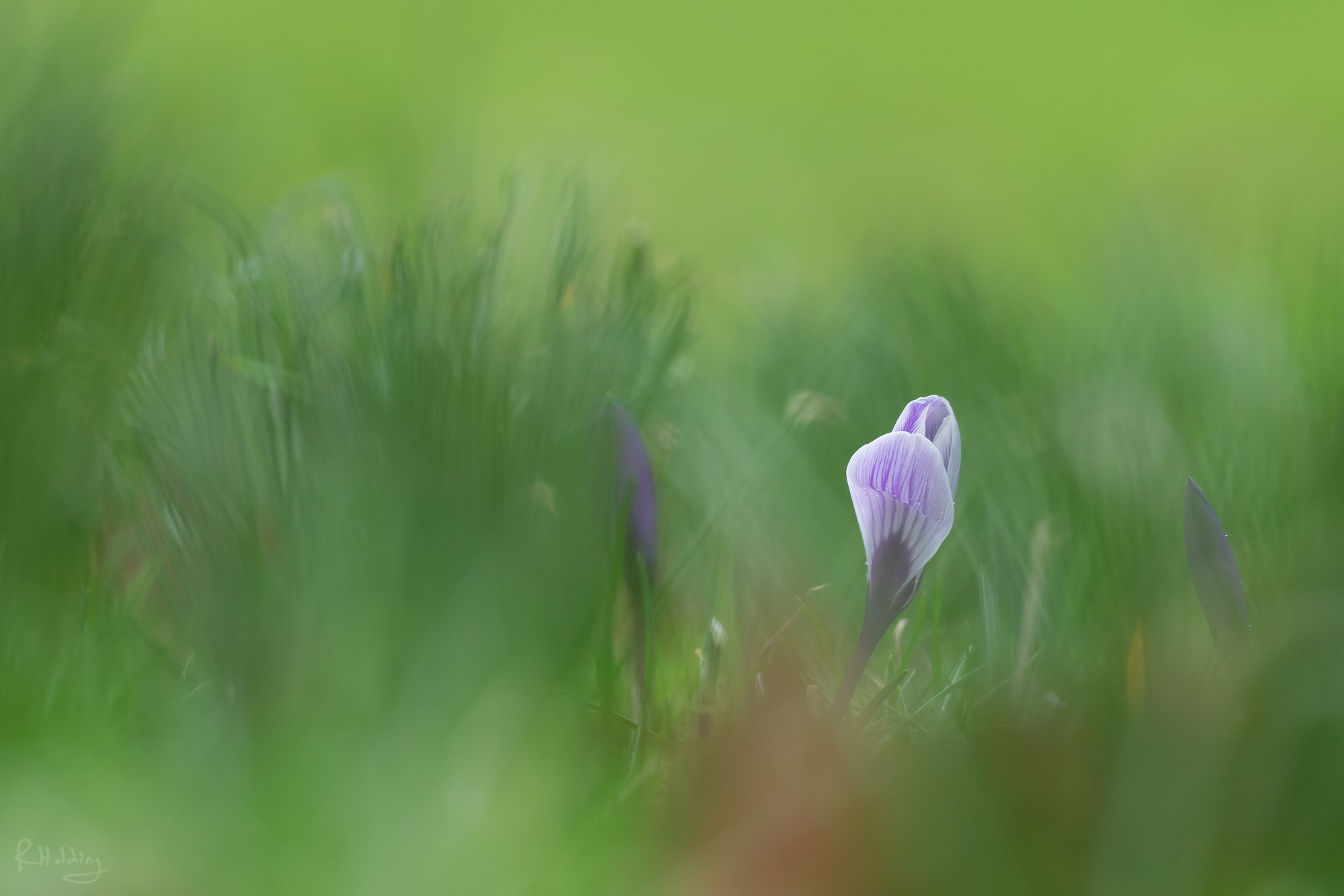 Olympus OM-D E-M1 + OLYMPUS M.300mm F4.0 sample photo. Crocus pourpre photography