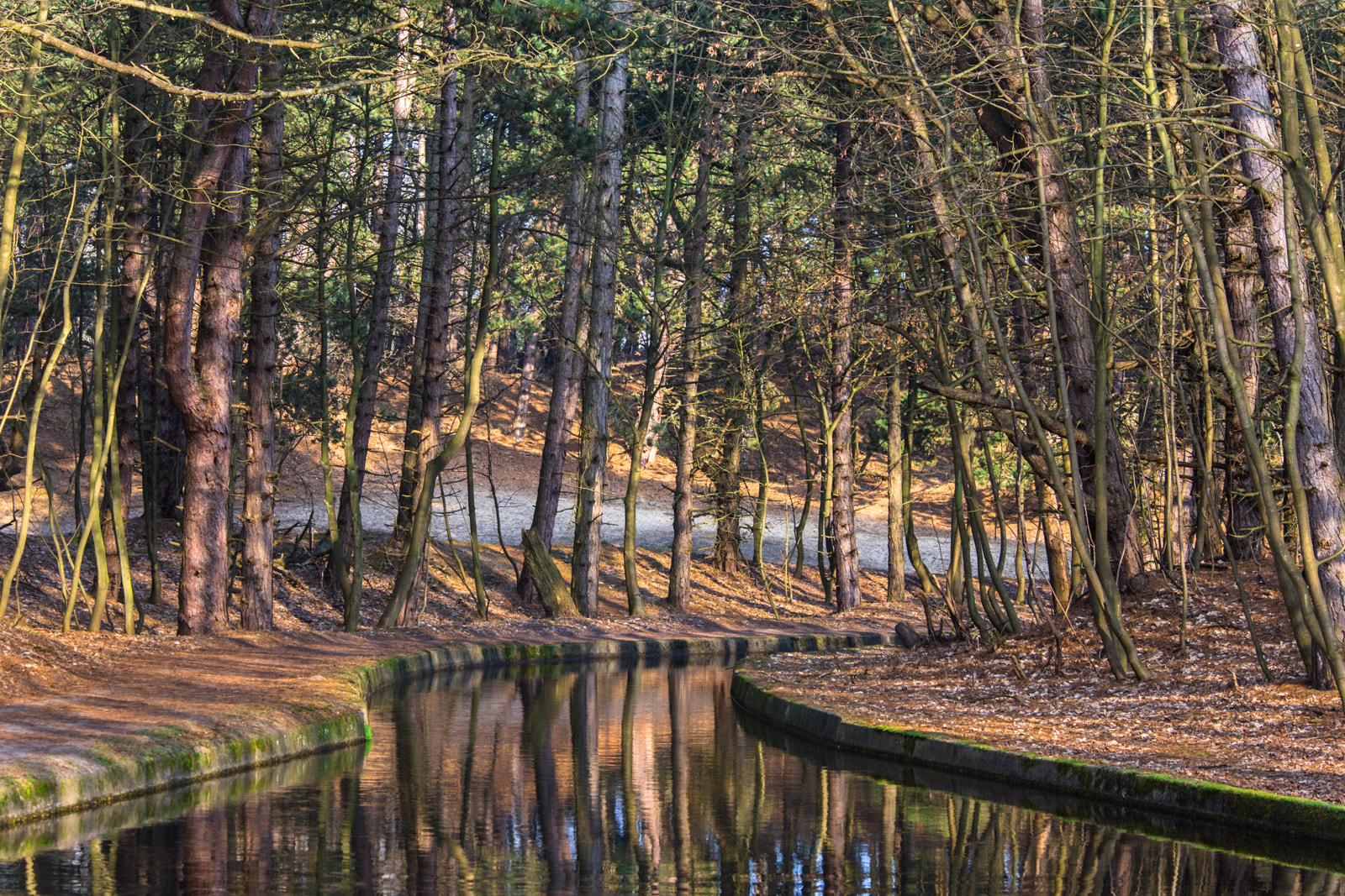 Canon EF 70-200mm F4L IS USM sample photo. Reflections in the forest photography