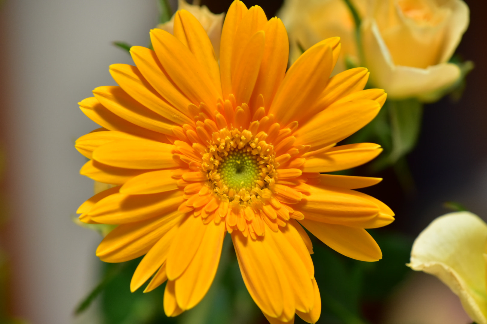 Nikon AF-S DX Micro-Nikkor 85mm F3.5G ED VR sample photo