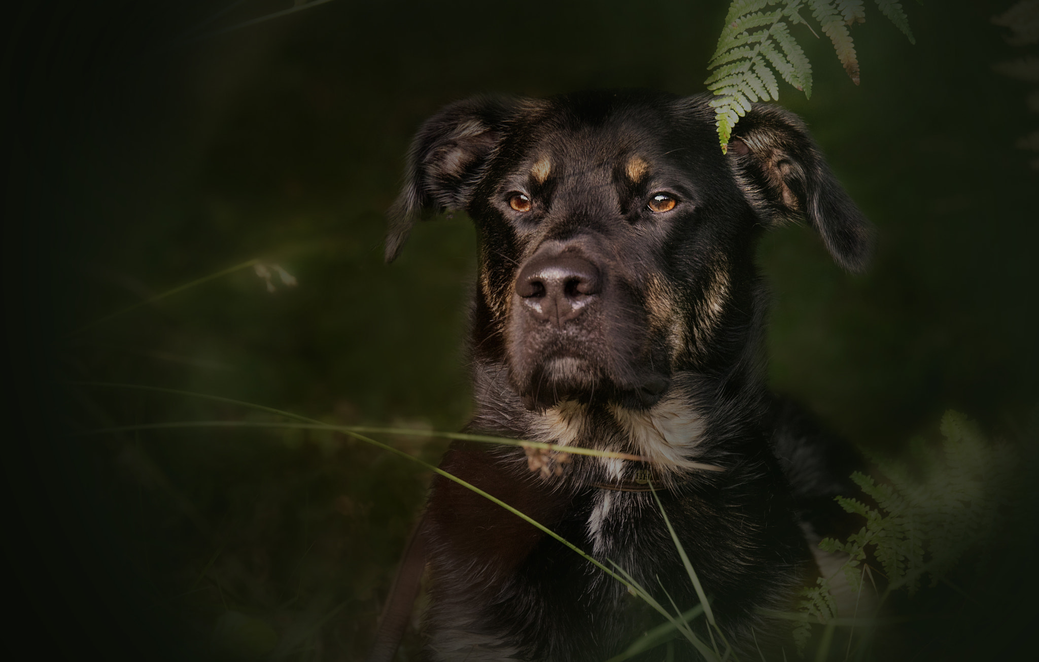 Tamron SP 70-200mm F2.8 Di VC USD sample photo. Maddox - labradormix photography