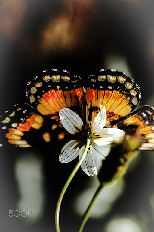 Canon EF 100mm F2.8 Macro USM sample photo. Borboleta na flor photography