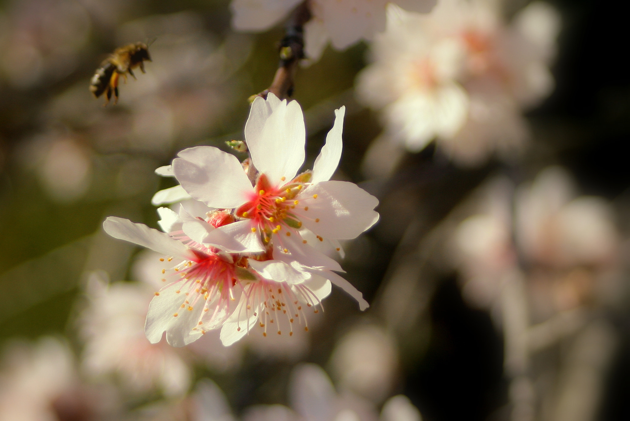 Canon EF 28-80mm f/3.5-5.6 USM IV sample photo. Beginning of spring photography