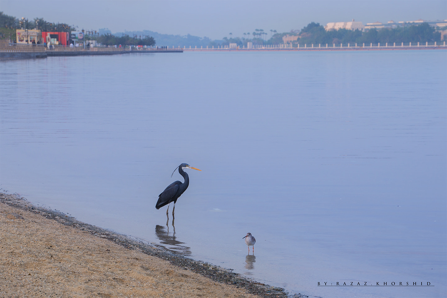 Nikon D800E sample photo. Seagulls meeting heron photography