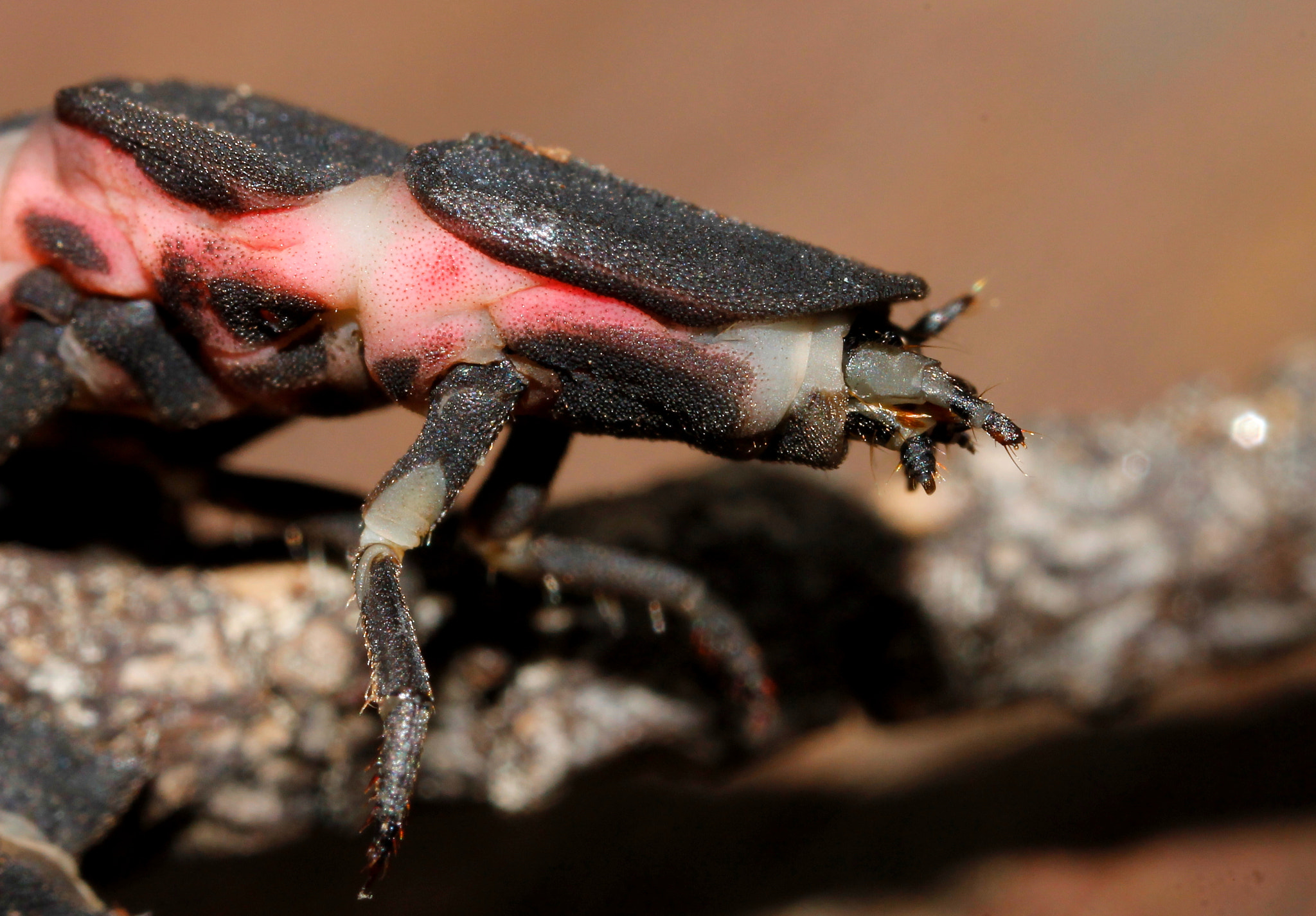 Canon MP-E 65mm F2.5 1-5x Macro Photo sample photo. Firefly photography
