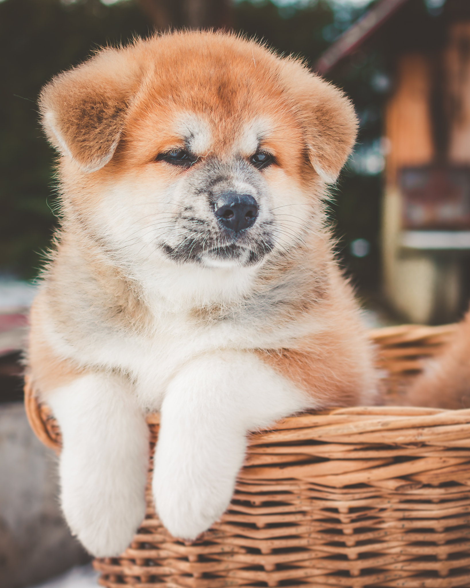 Pentax K-30 + Pentax smc DA 35mm F2.4 AL sample photo. Akita inu photography