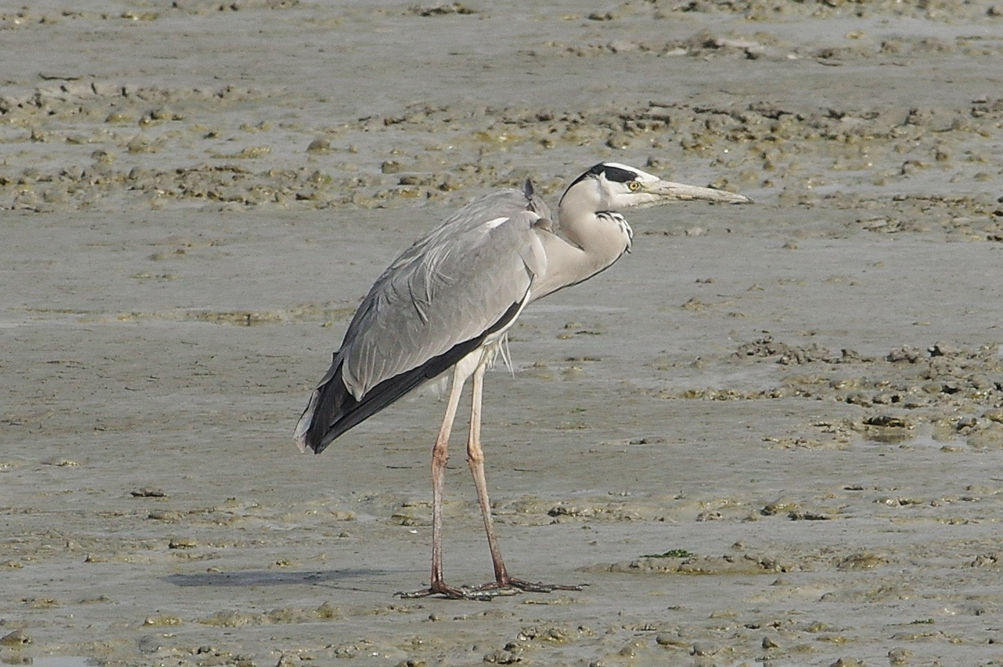 Pentax K-3 + smc PENTAX-F* 300mm F4.5 ED[IF] sample photo. Sea birds   photography