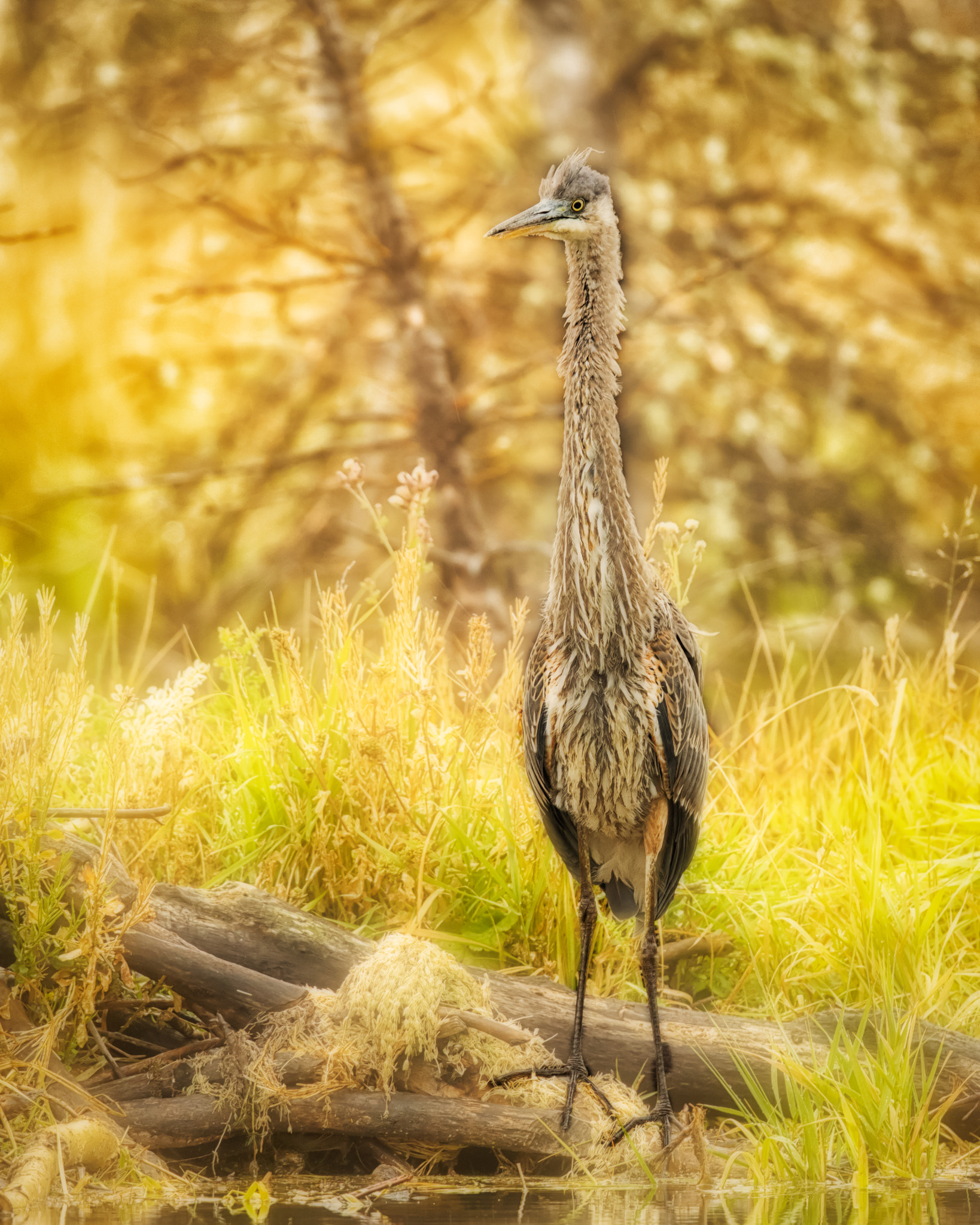 Canon EF 500mm F4L IS II USM sample photo. Hunting photography