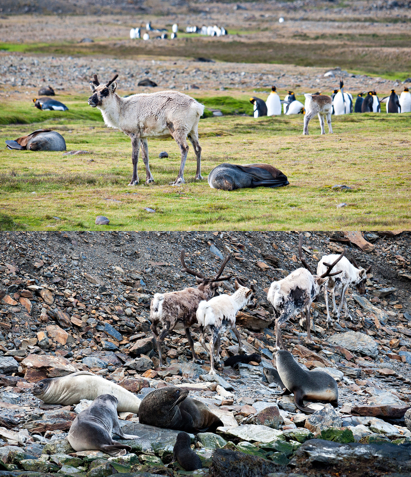 Panasonic Lumix DMC-GF1 sample photo. No more reindeer left in south georgia photography