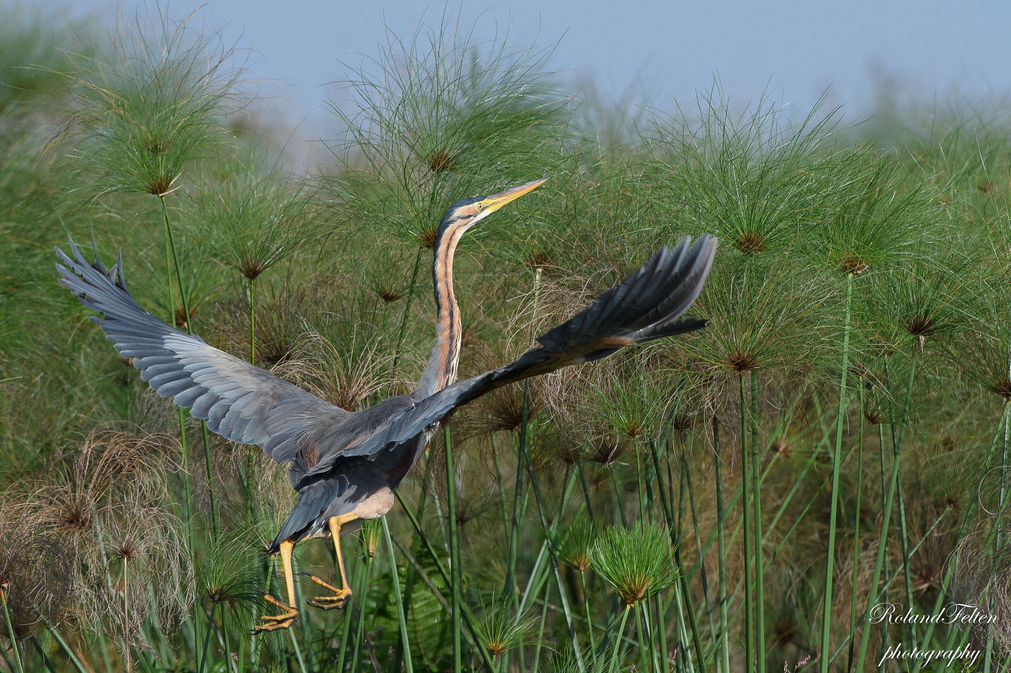 Nikon AF-S Nikkor 200-400mm F4G ED-IF VR sample photo. Out of the papyrus photography