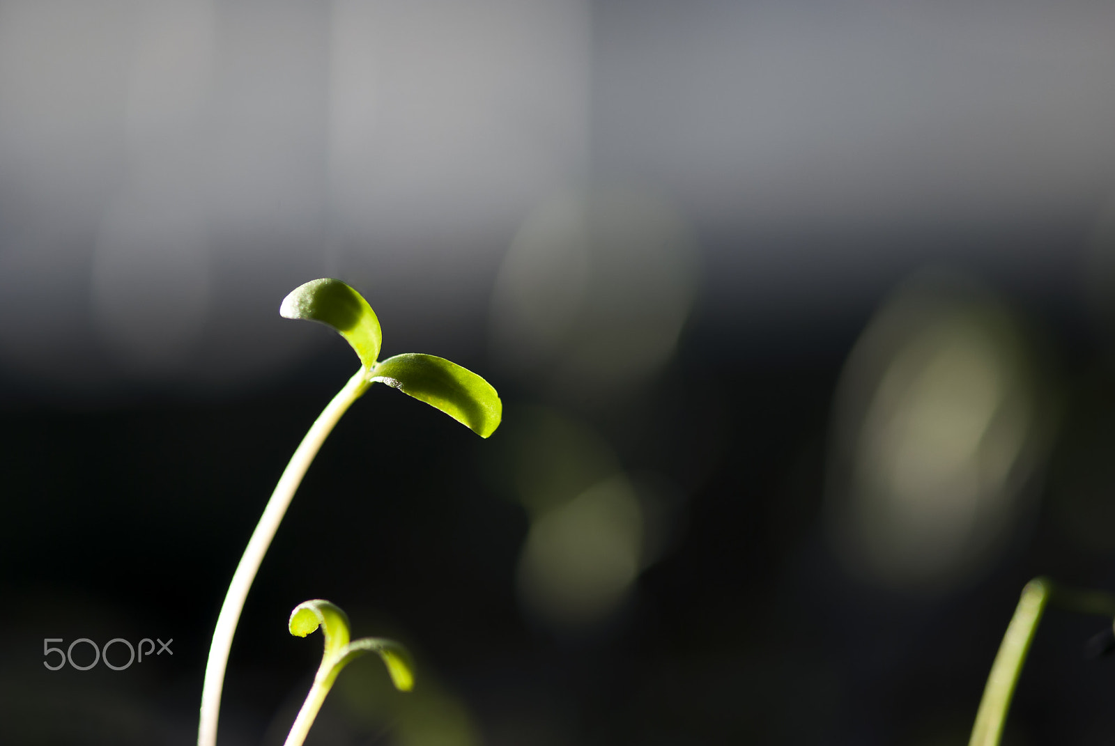 Nikon AF-S Micro-Nikkor 105mm F2.8G IF-ED VR sample photo. Seedling photography
