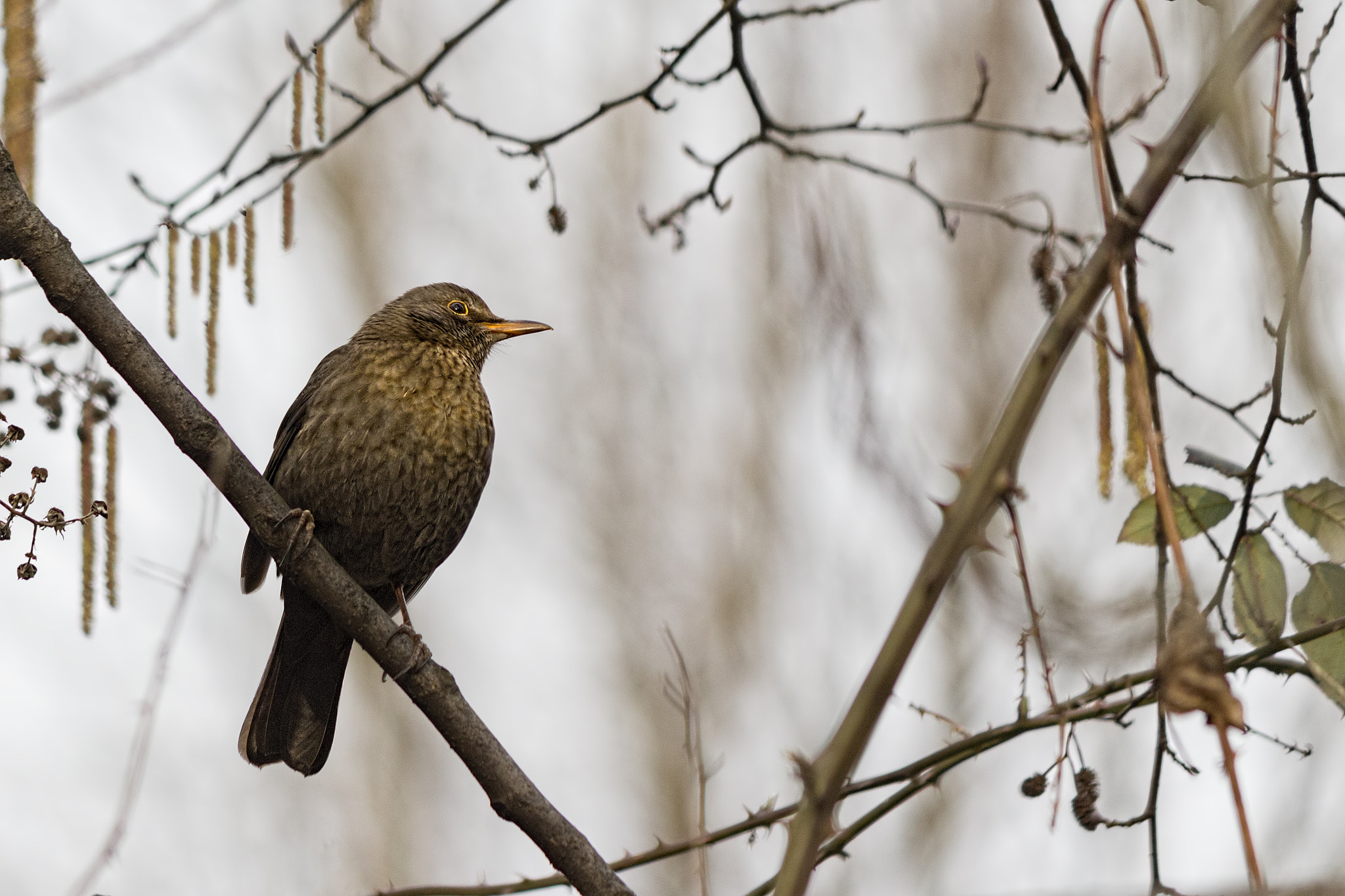 Canon EF-S 55-250mm F4-5.6 IS II sample photo. Blackbird photography