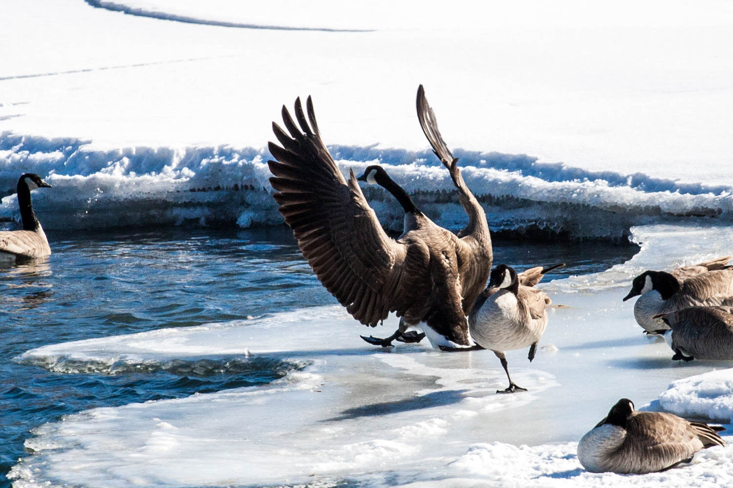 Canon EOS 40D + Canon EF 70-200mm F4L USM sample photo. Landing photography