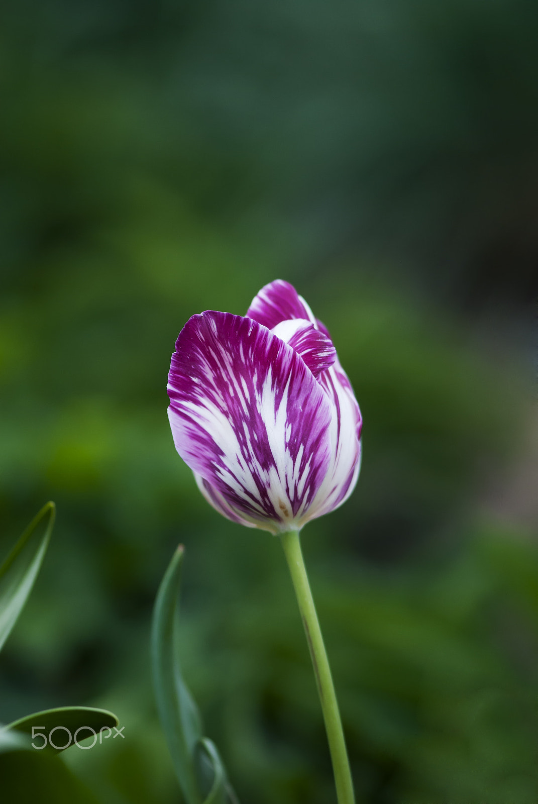 Nikon AF-S Micro-Nikkor 105mm F2.8G IF-ED VR sample photo. Striped tulip photography