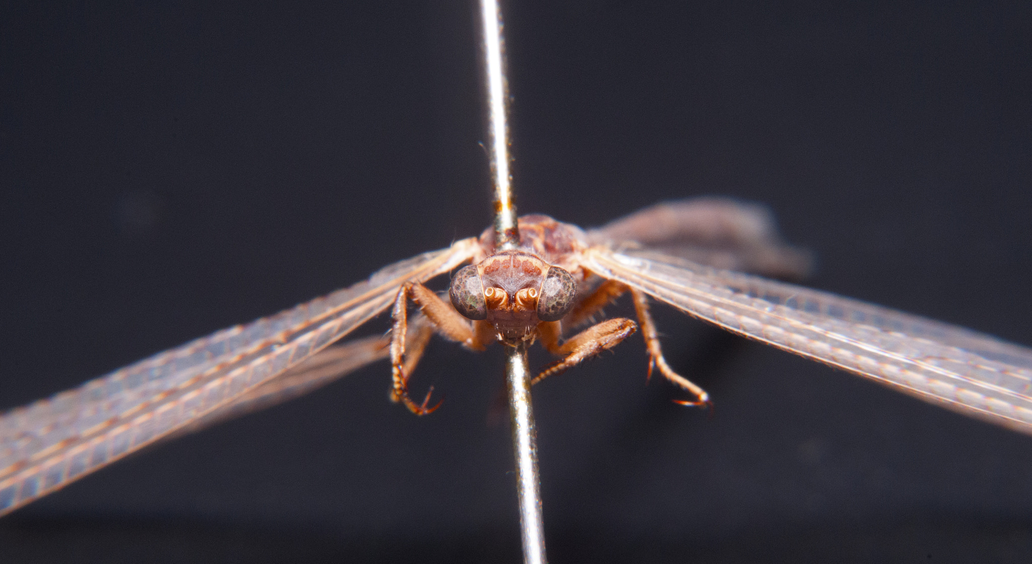 Nikon D300 + Nikon AF Nikkor 50mm F1.8D sample photo. Close up dragonfly photography