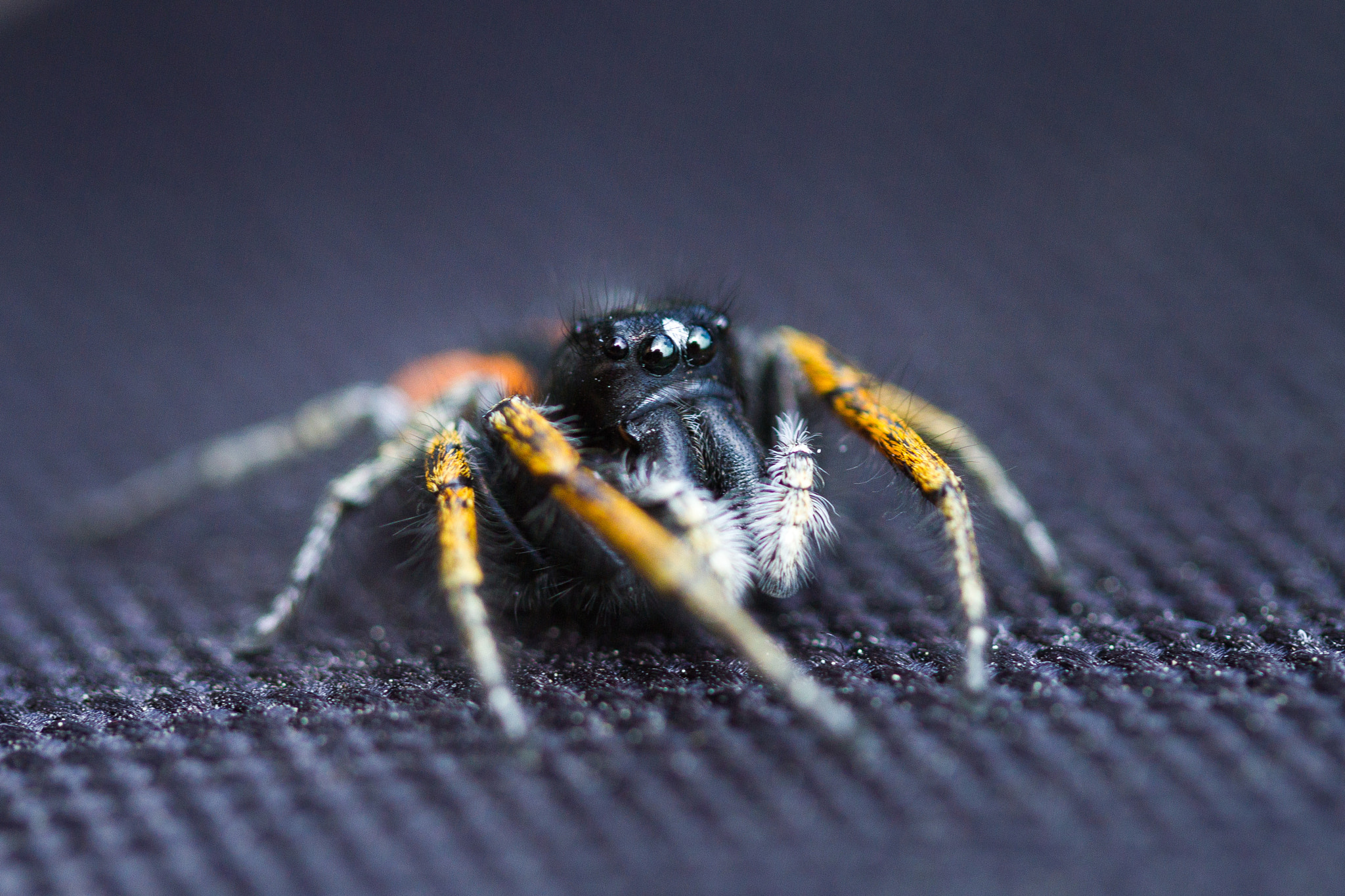 Canon EF-S 60mm F2.8 Macro USM sample photo. Jumping spider photography
