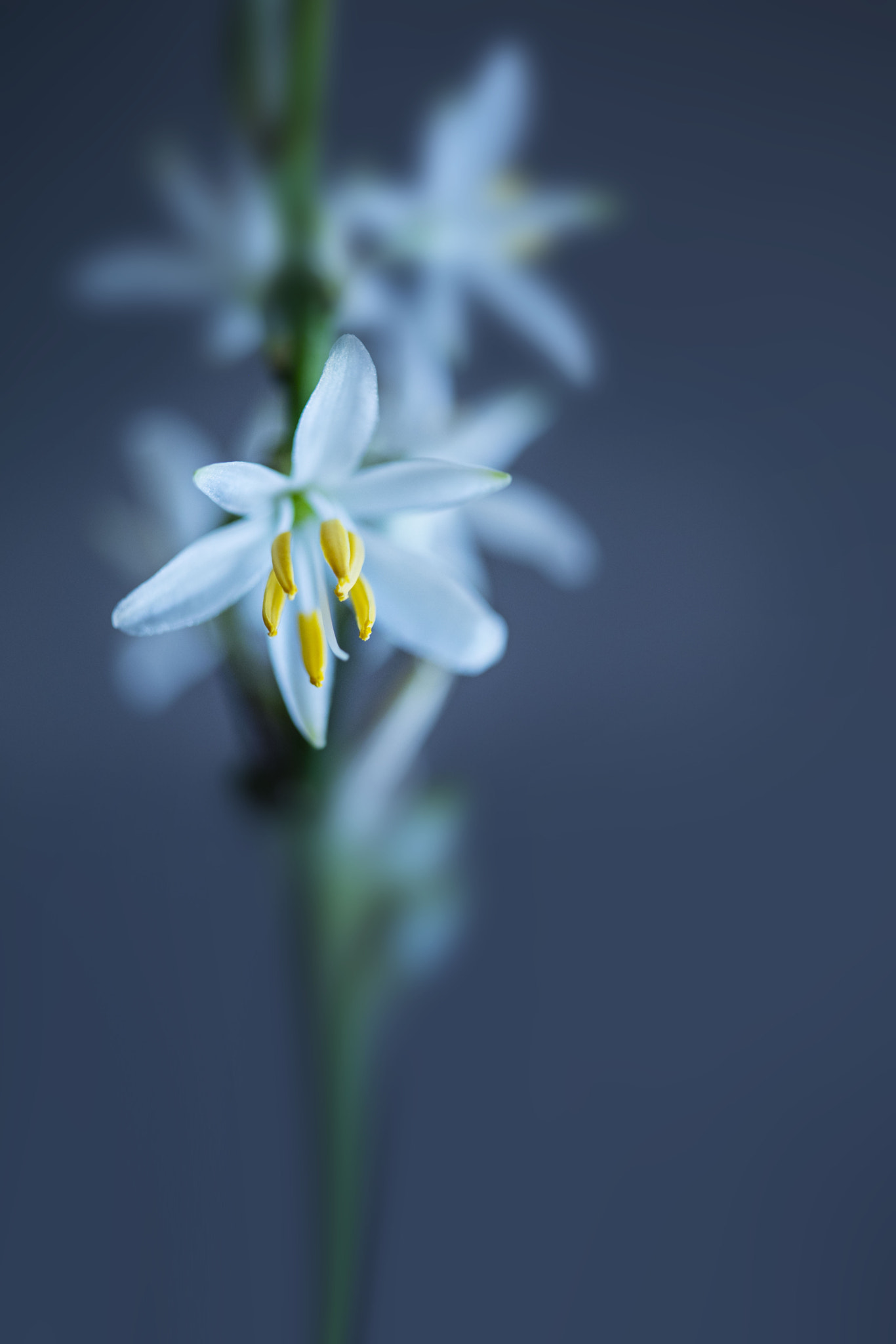 Canon EF 100mm F2.8 Macro USM sample photo. Angelic photography