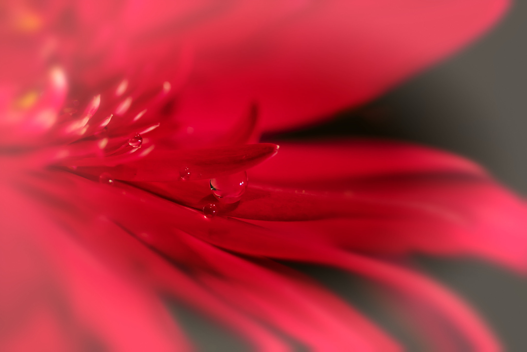 Canon EF 100mm F2.8 Macro USM sample photo. Hello again photography