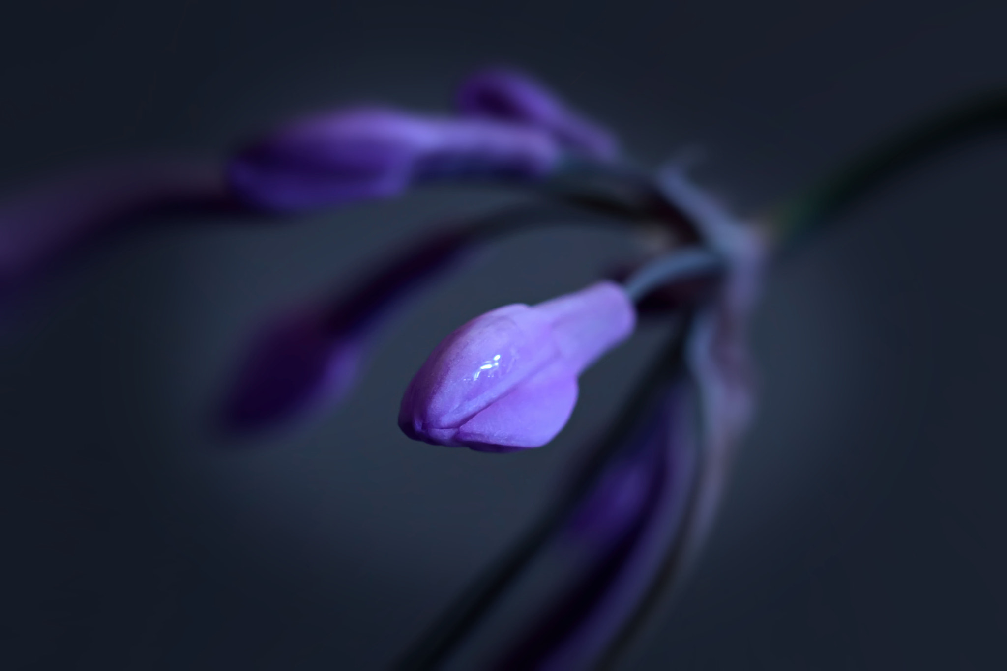 Canon EF 100mm F2.8 Macro USM sample photo. Probe photography