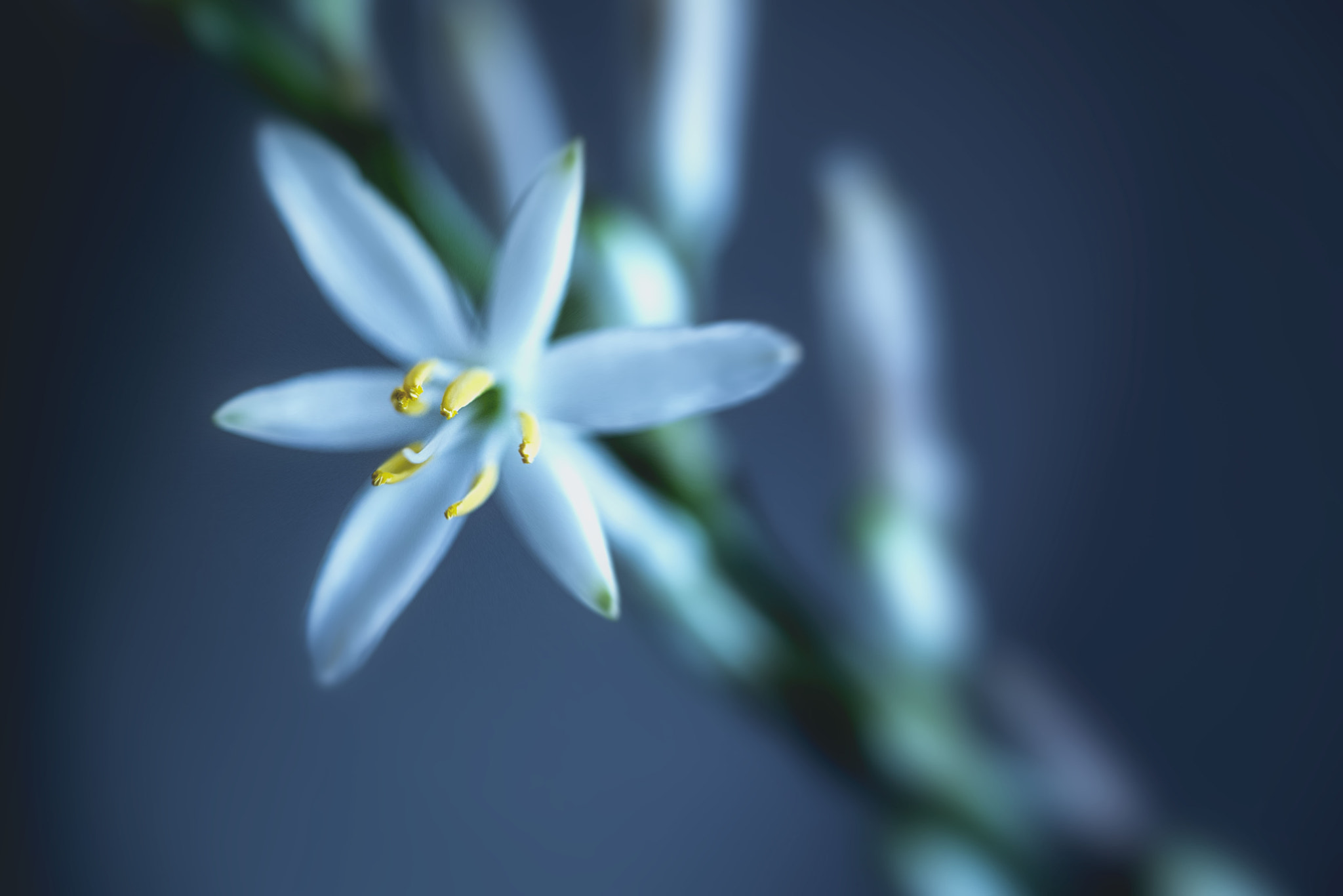 Canon EF 100mm F2.8 Macro USM sample photo. Small hours of the day photography