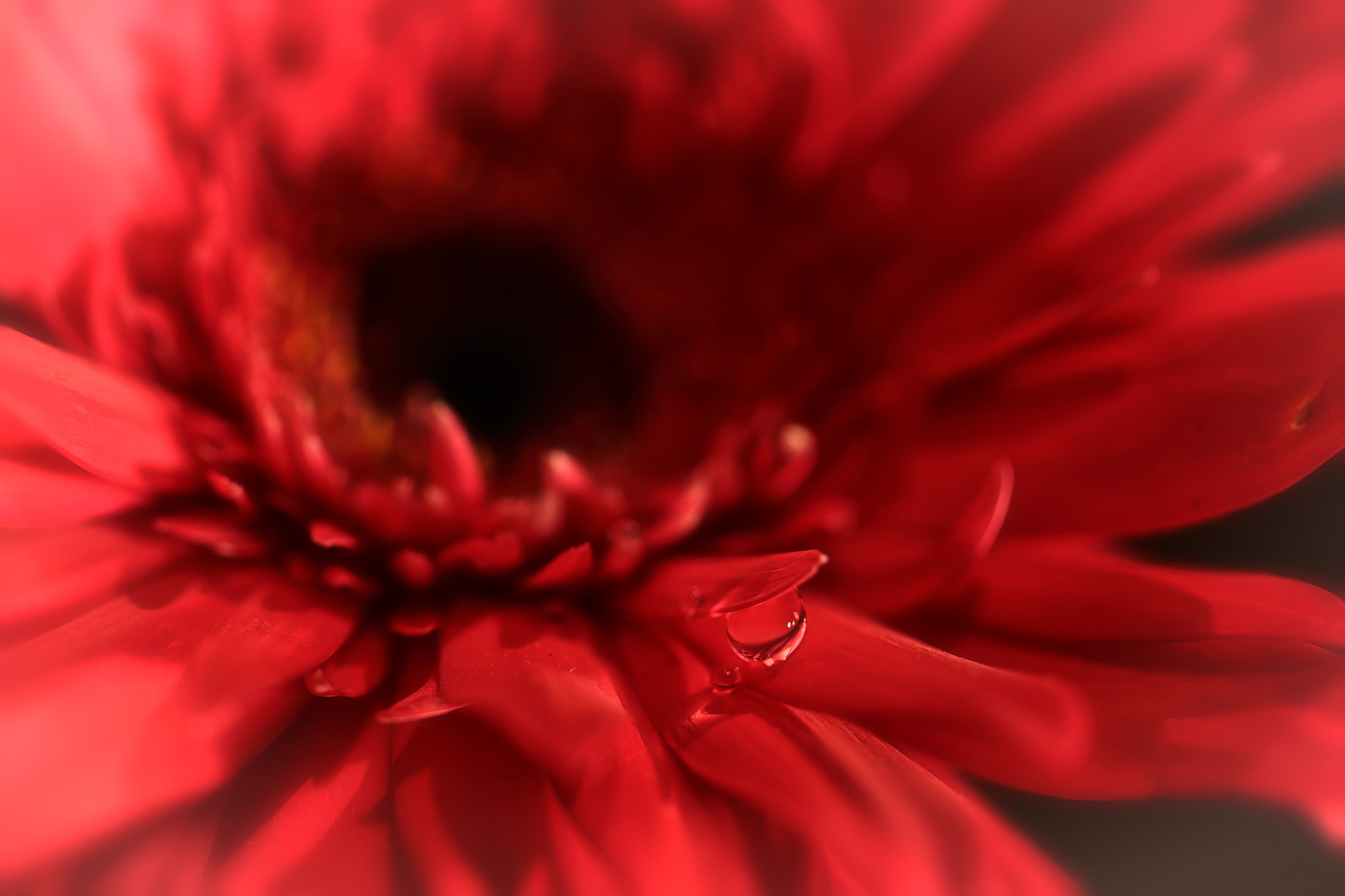 Canon EF 100mm F2.8 Macro USM sample photo. Story of my life photography
