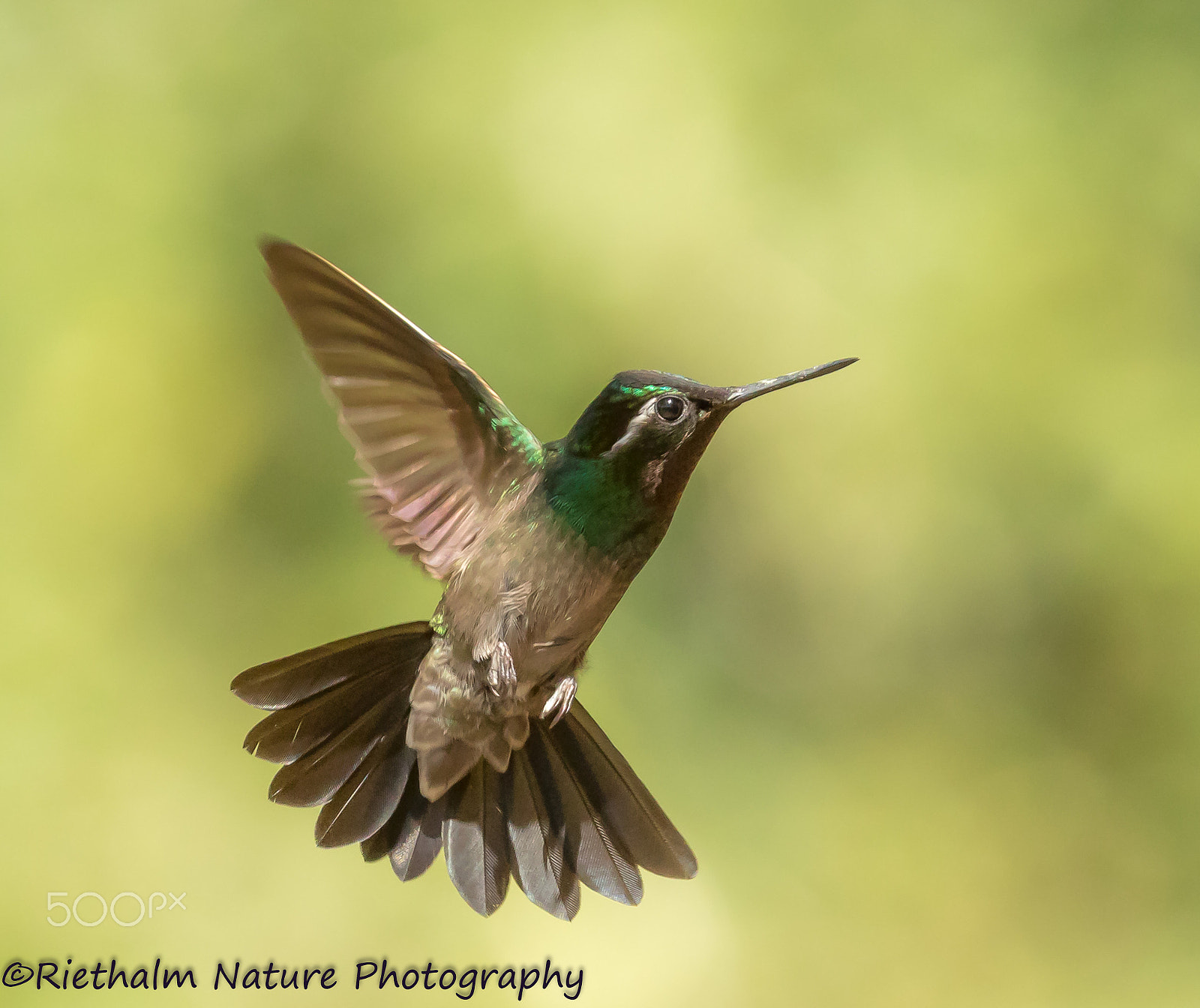 Canon EF 70-200mm F4L USM sample photo. Hummingbird photography