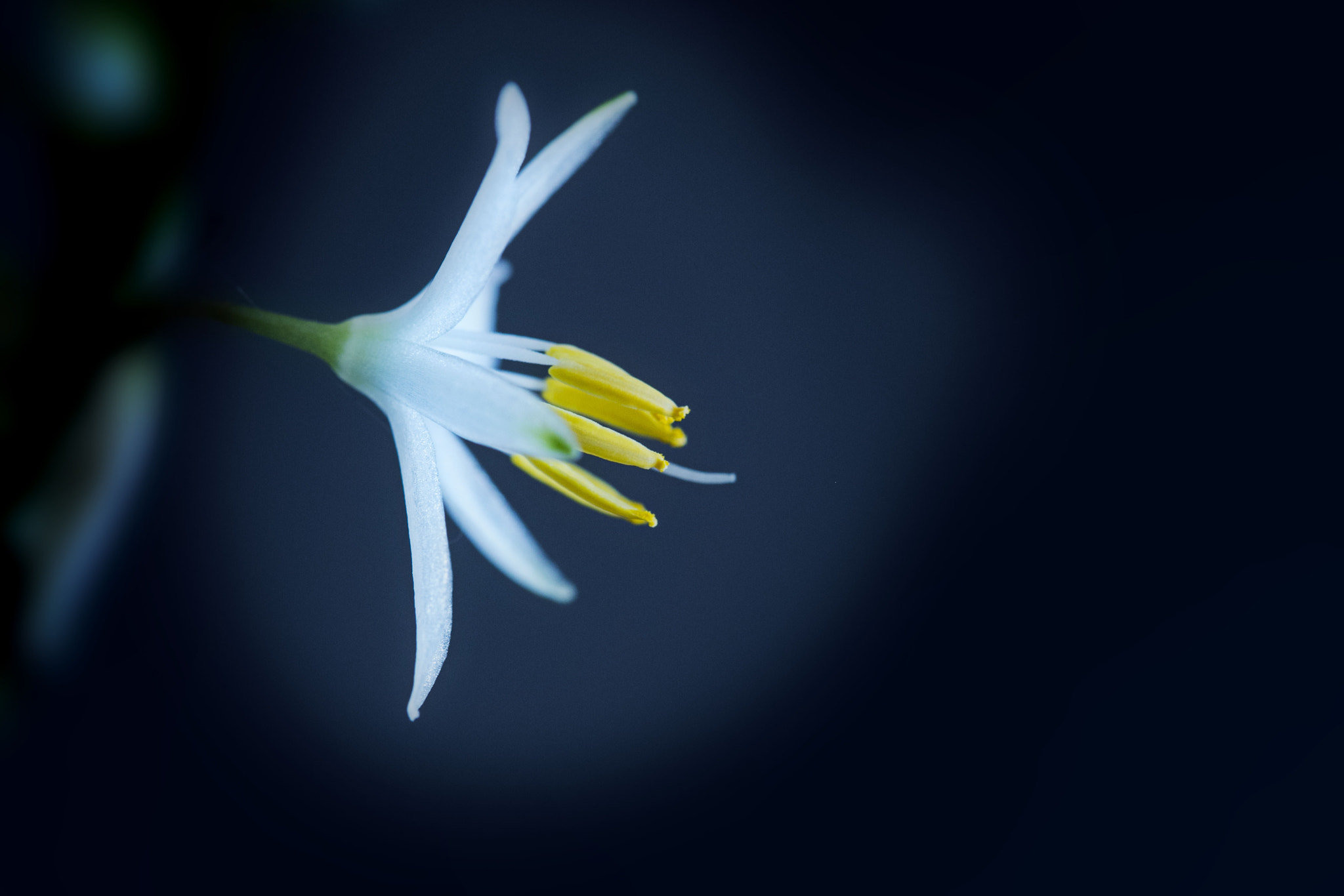 Canon EF 100mm F2.8 Macro USM sample photo. The power of love photography