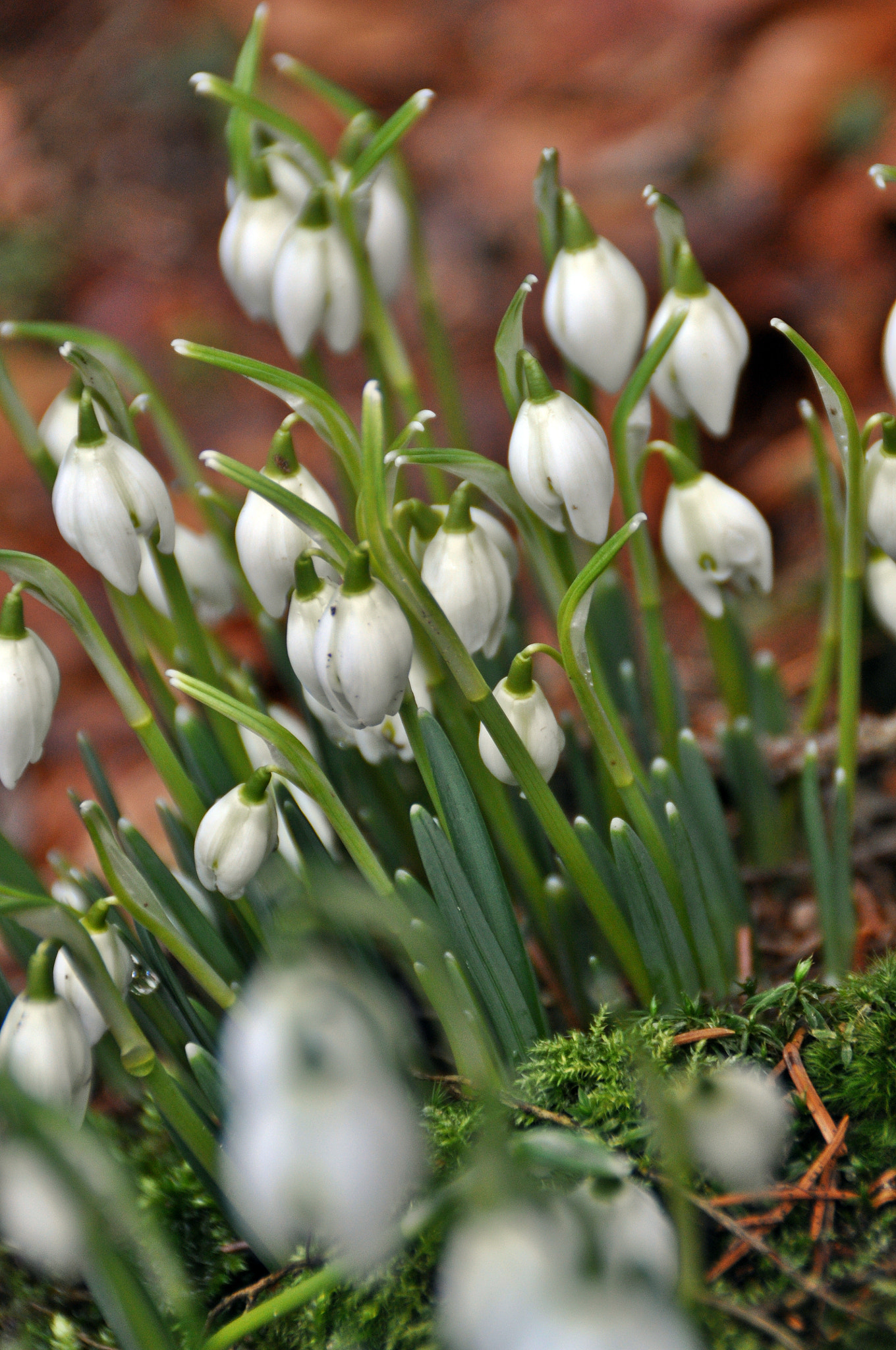 Nikon D5000 sample photo. Spring start photography
