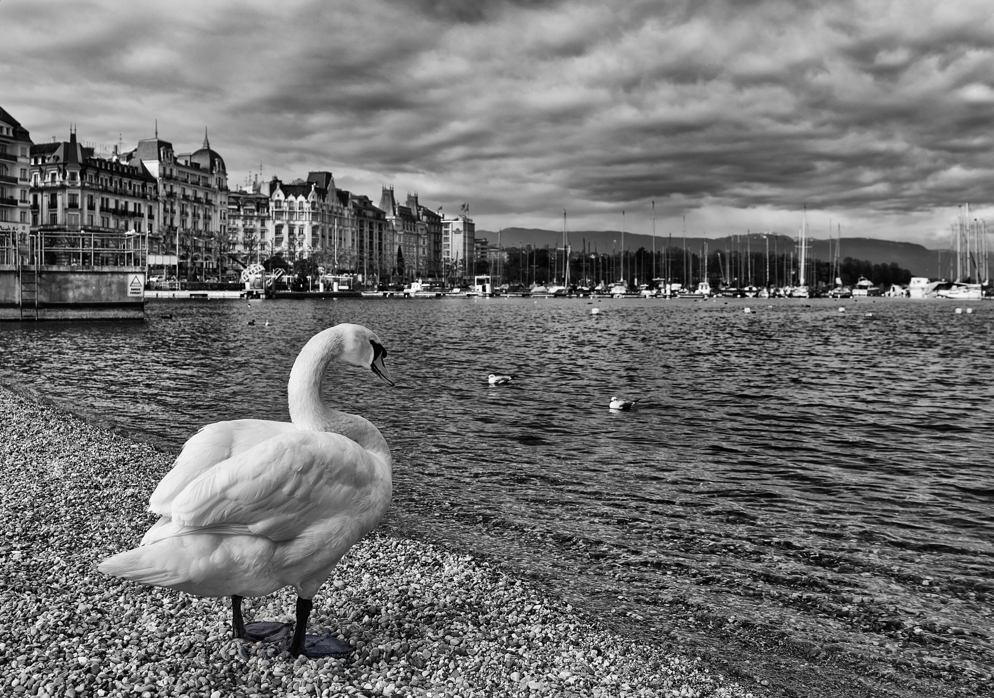 Sony a7R II + Sony Sonnar T* FE 35mm F2.8 ZA sample photo. Waiting for the black swan in the city photography