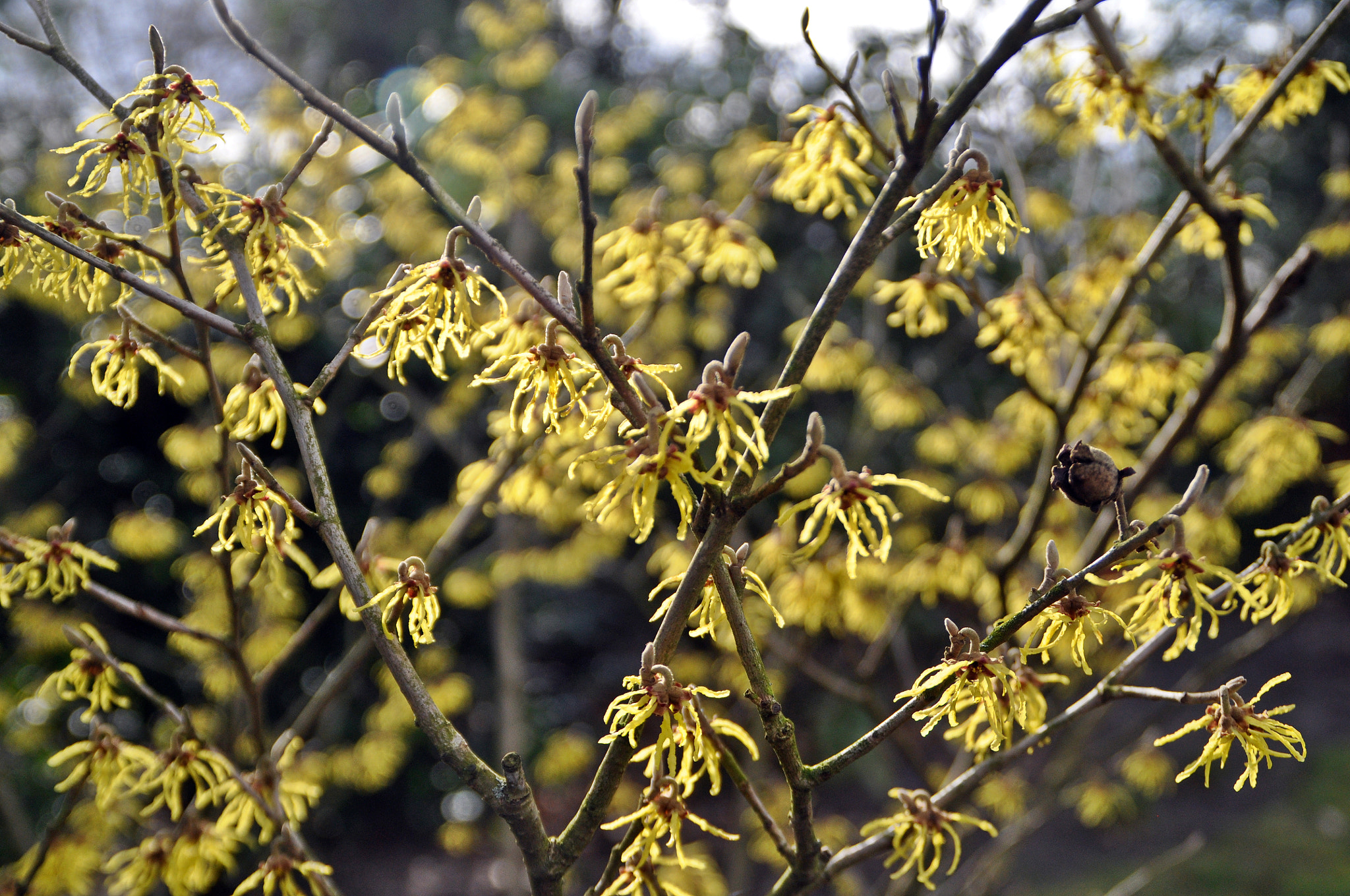Nikon D5000 sample photo. Spring start photography