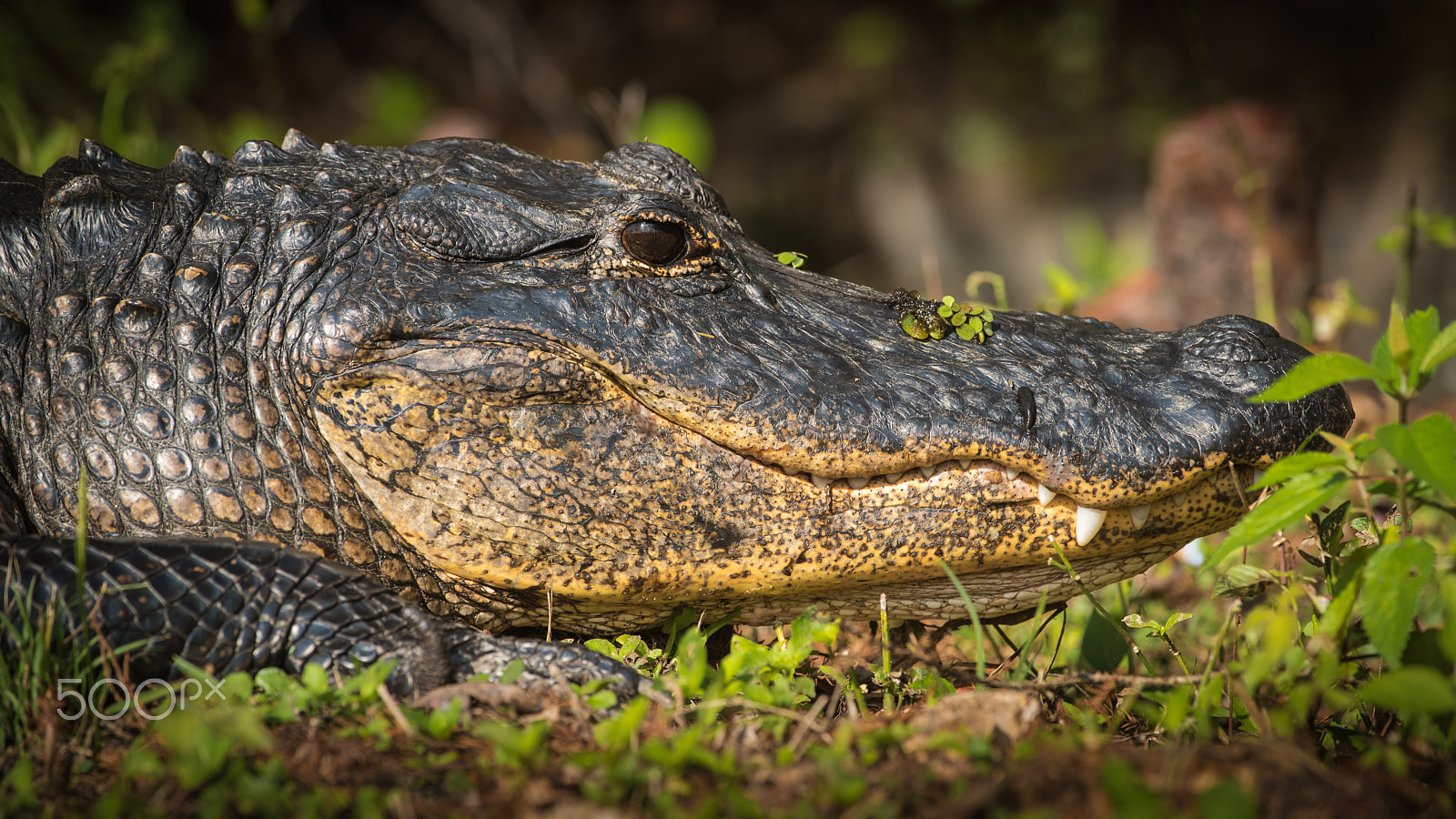 Nikon D810 + Nikon AF-S Nikkor 300mm F4D ED-IF sample photo. Gator in the grass photography